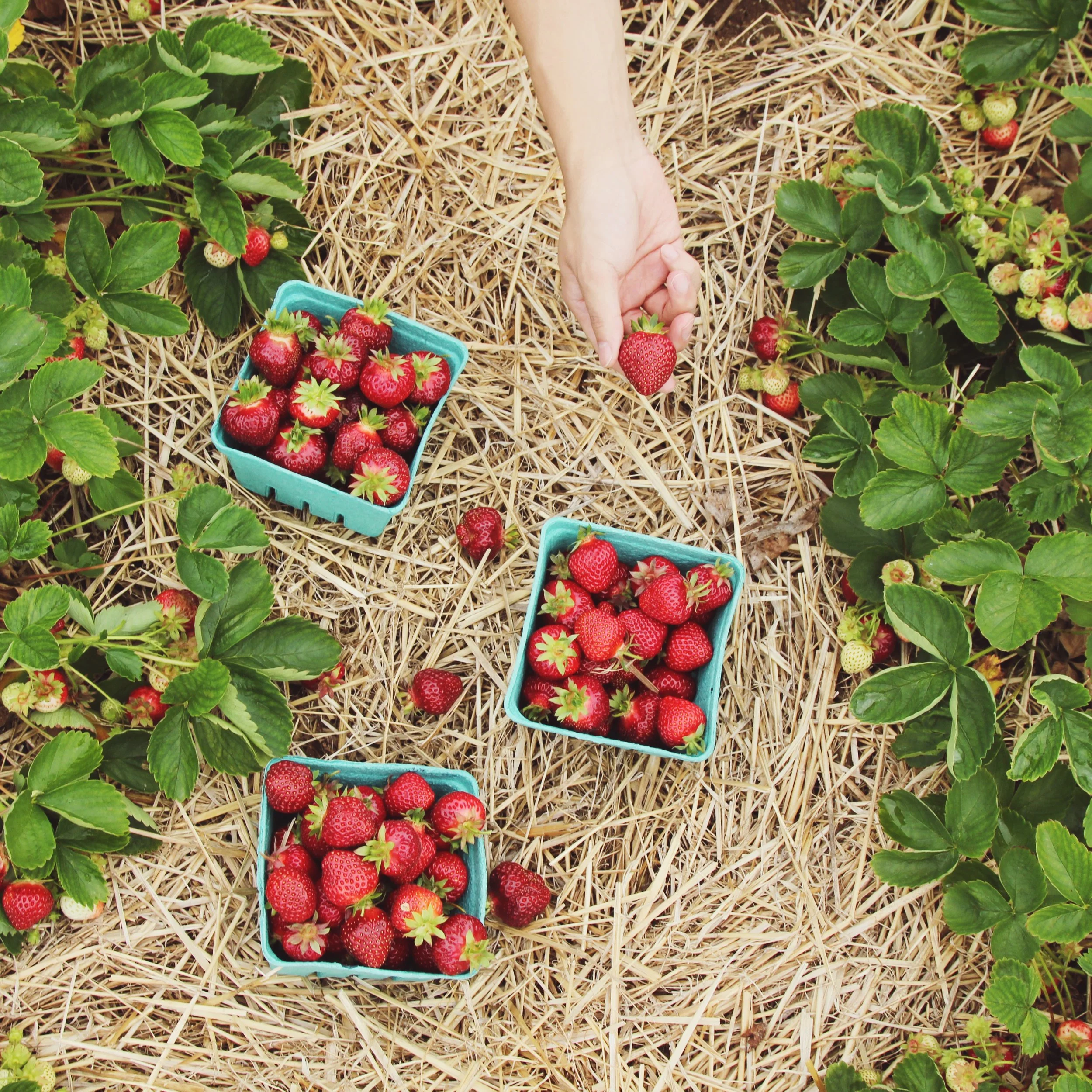 Berry Patch