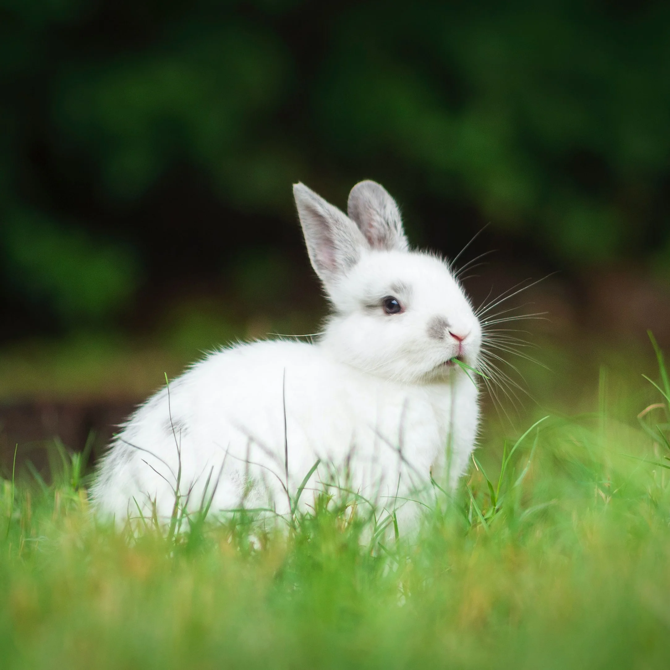Bunny Dreams