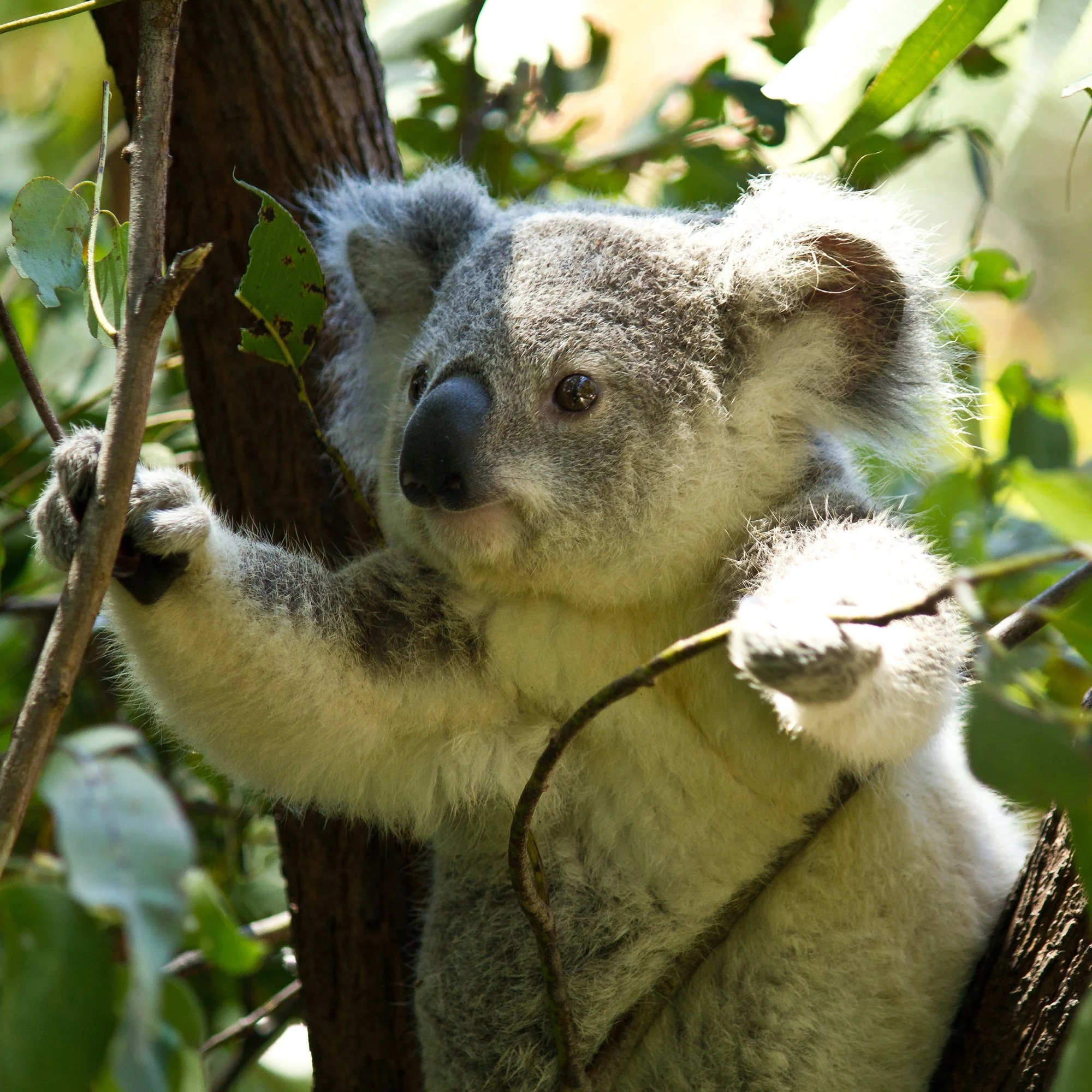Minty Koala