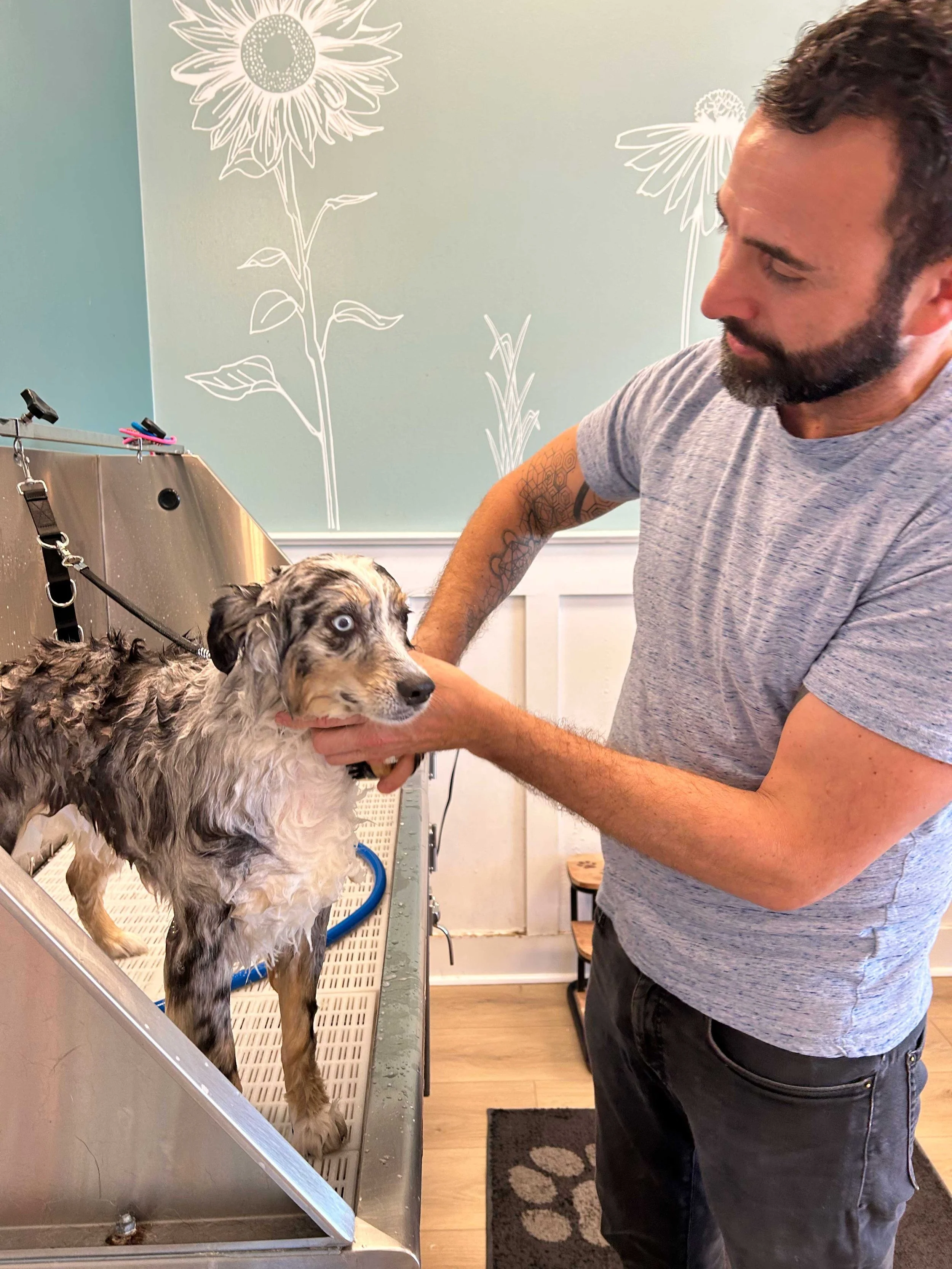 A man with a beard wearing a gray t-shirt and black jeans is holding the head of a wet, merle-colored Australian Shepherd dog with blue eyes inside a grooming station. The dog is on a metal grooming table with a non-slip surface, and a grooming loop is attached to the table. The background shows a light green wall with white floral line art drawings, and there is a small wooden chair next to a black and beige patterned rug on the floor.