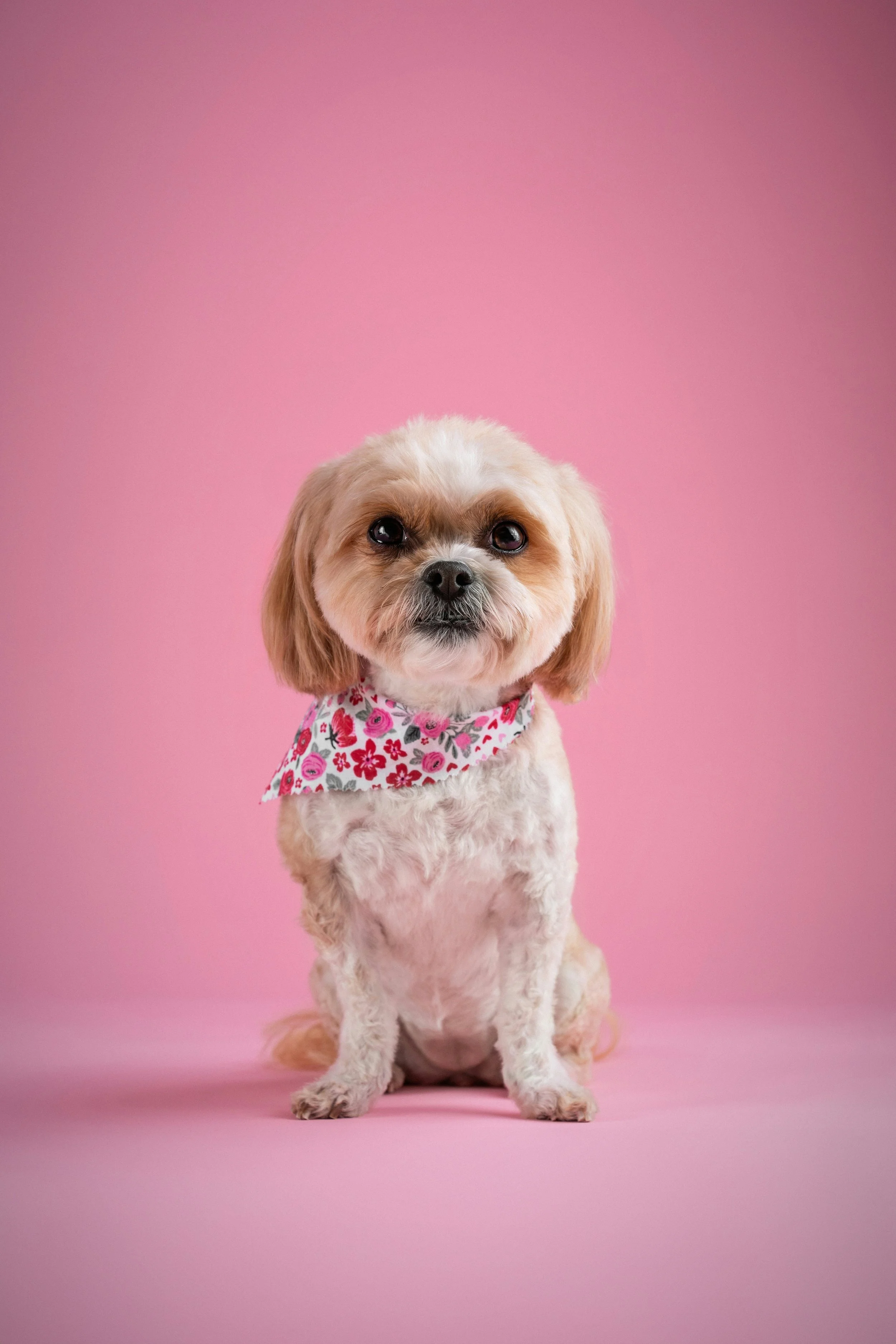 A small beige dog with floppy ears, wearing a pink floral bandana, sitting on a pink backdrop.
