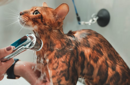 A Bengal cat being washed with a handheld showerhead in a bathroom.