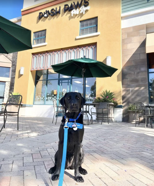 Posh Paws Pet Spa, business photo 3