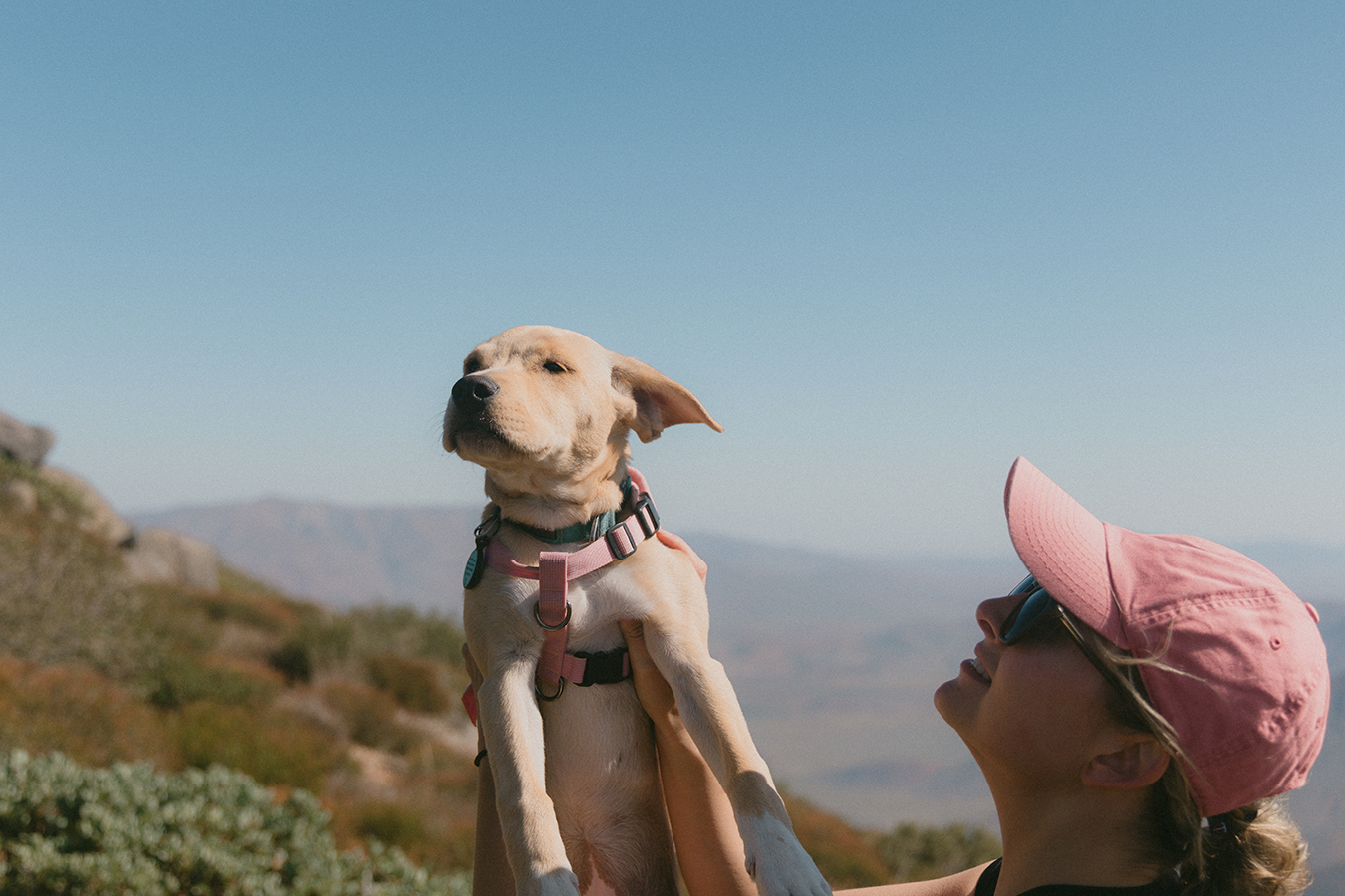 Why Fleas Are a Year-Round Problem in Marin (And What Most Dog Owners Get Wrong)