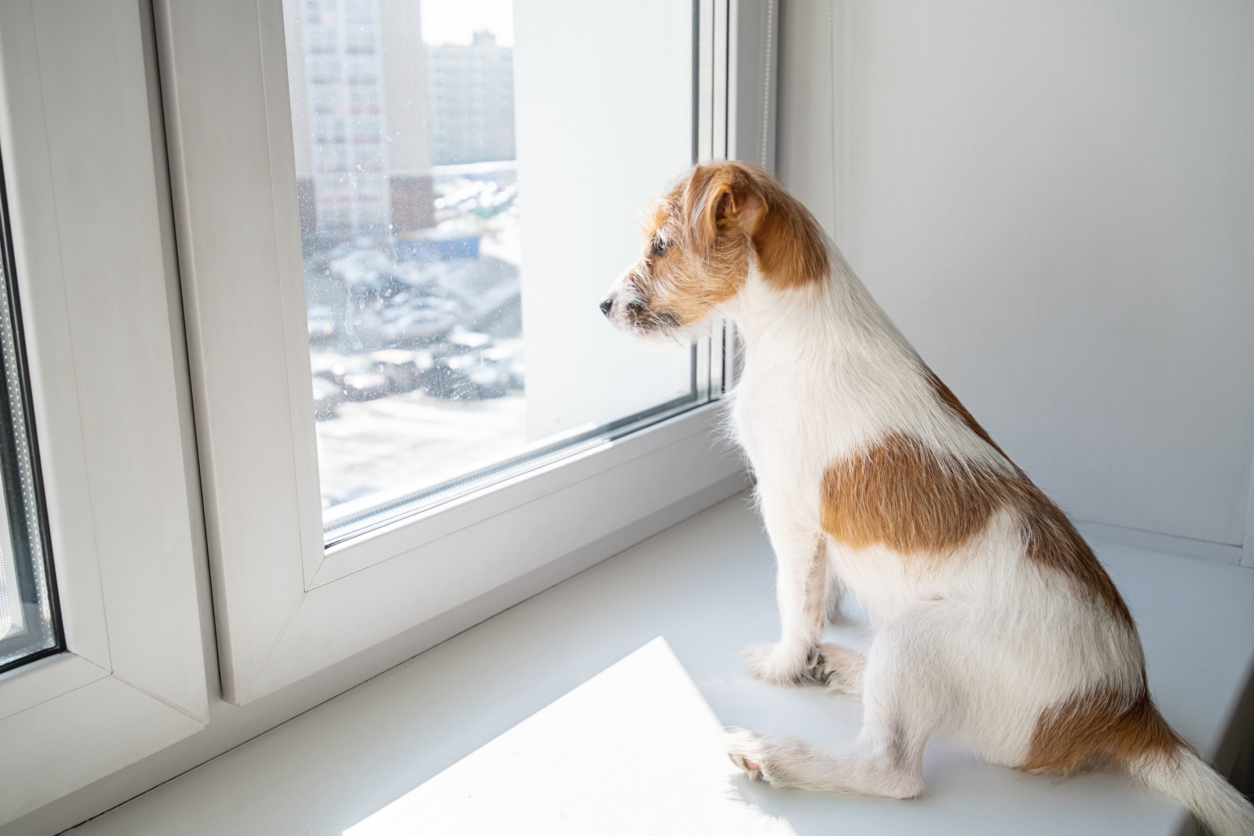 Is Your Dog Bored? Signs to Watch For