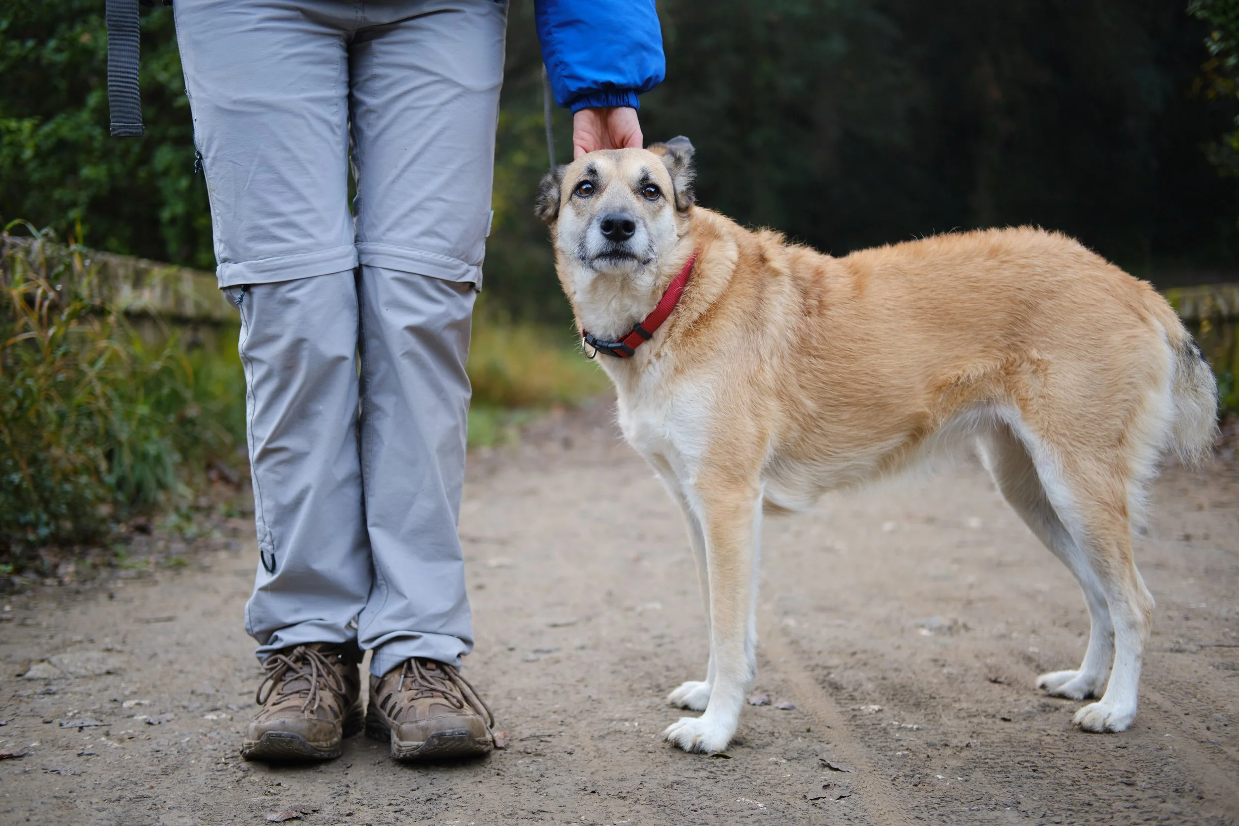 Hiking with Your Dog in Marin