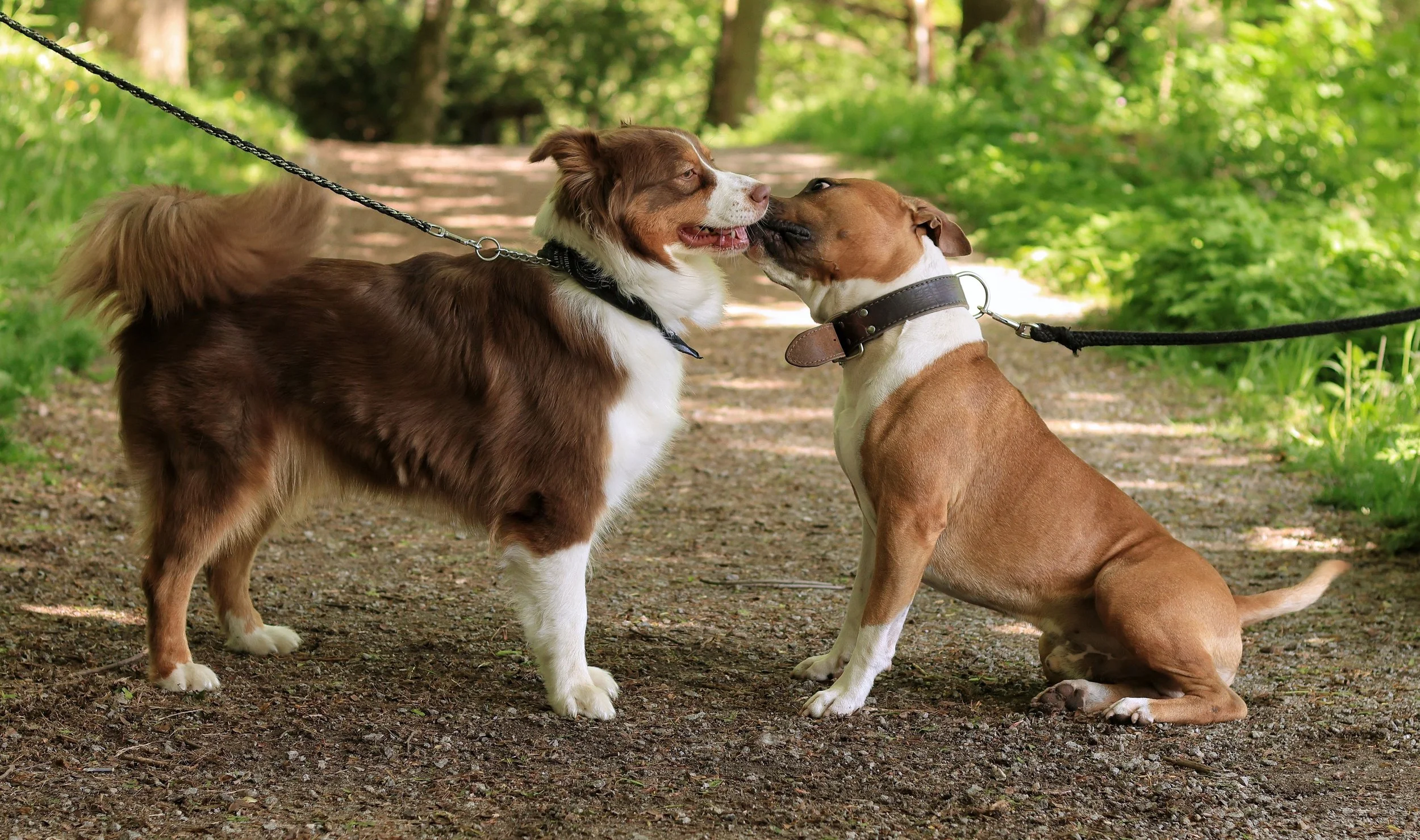 Why Socialization Matters More Than Most Dog Owners Realize