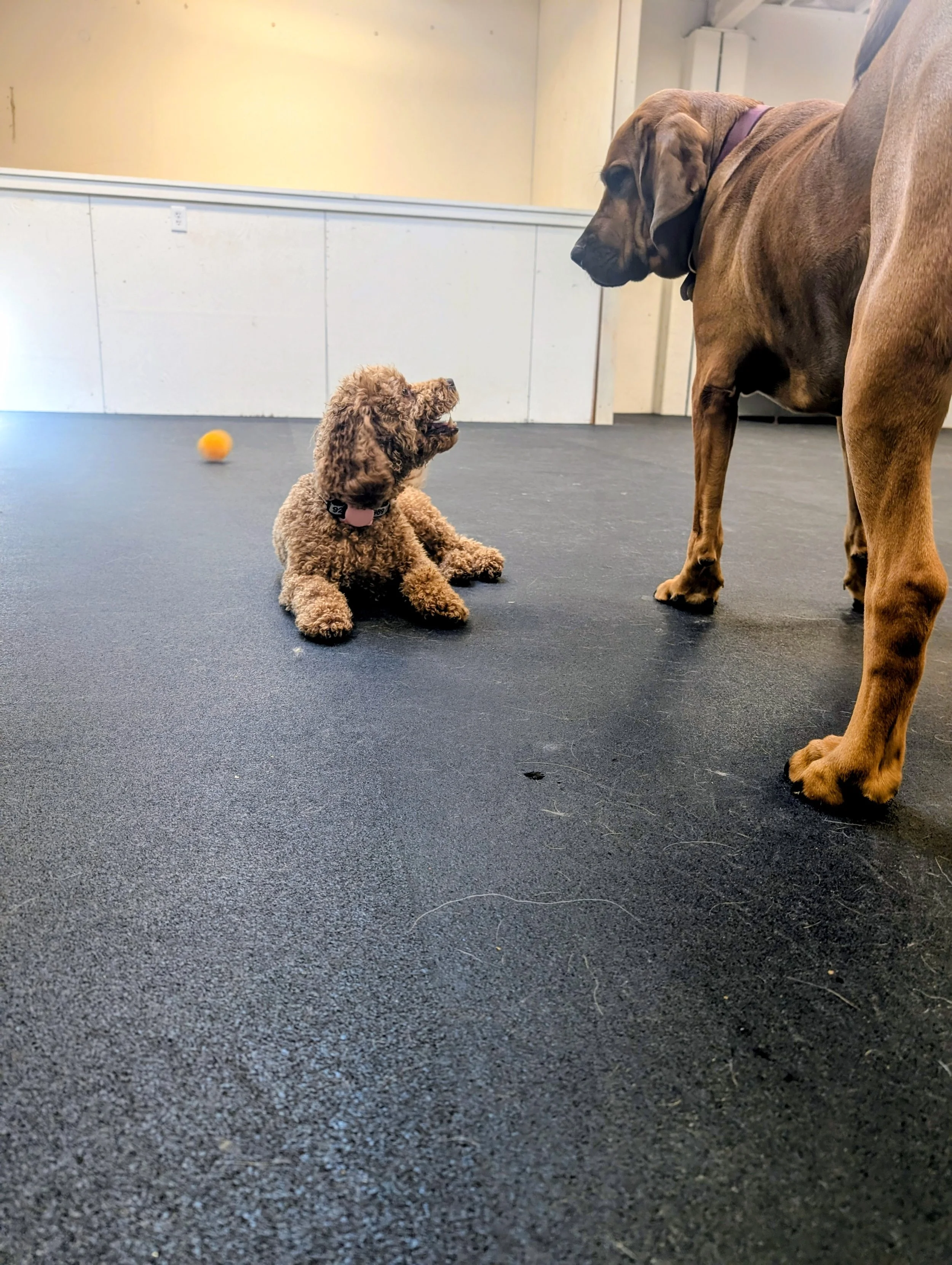What Does Healthy Dog Play Actually Look Like?