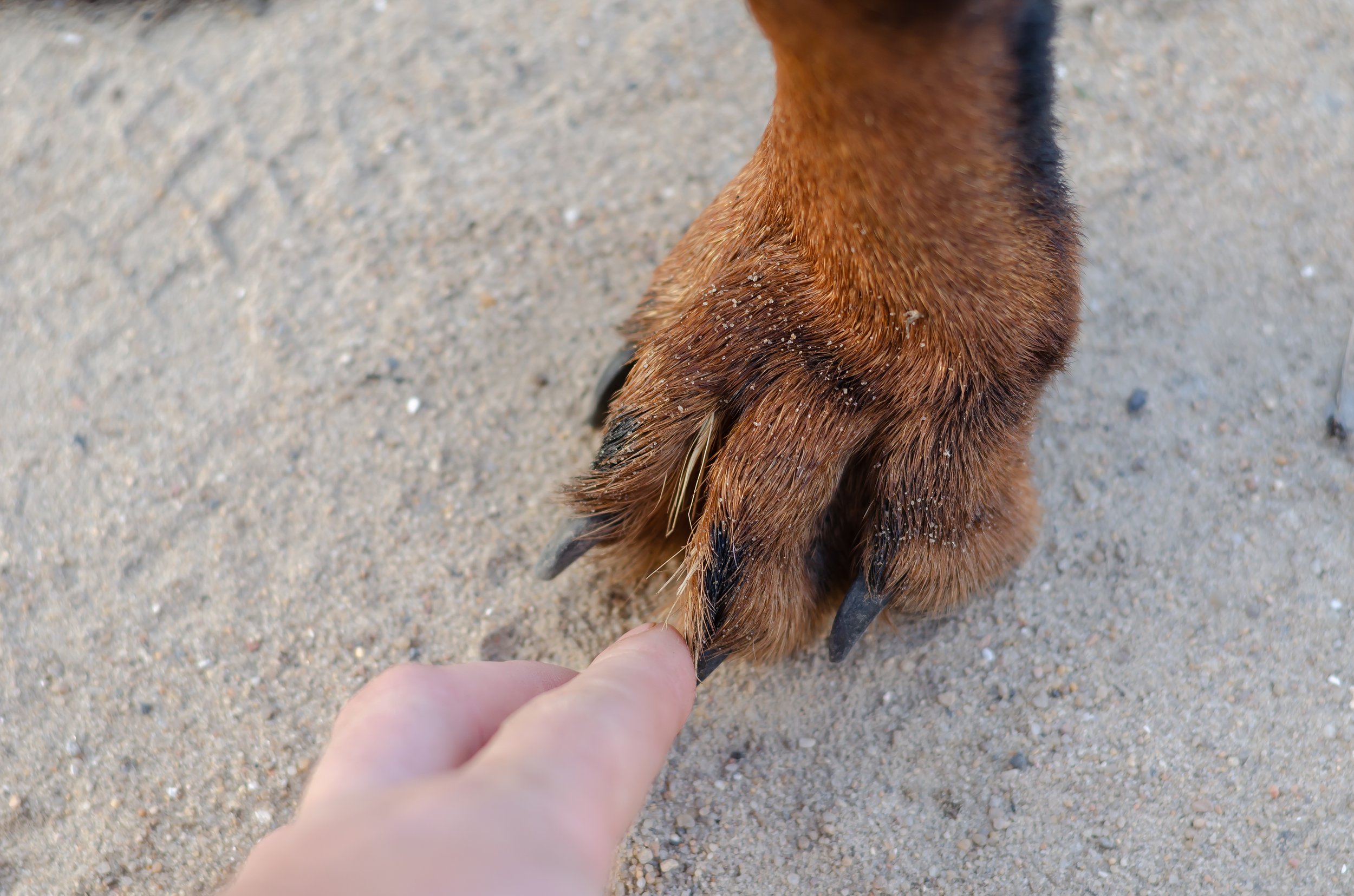 Foxtails and Dogs in Marin: What Owners Need to Know