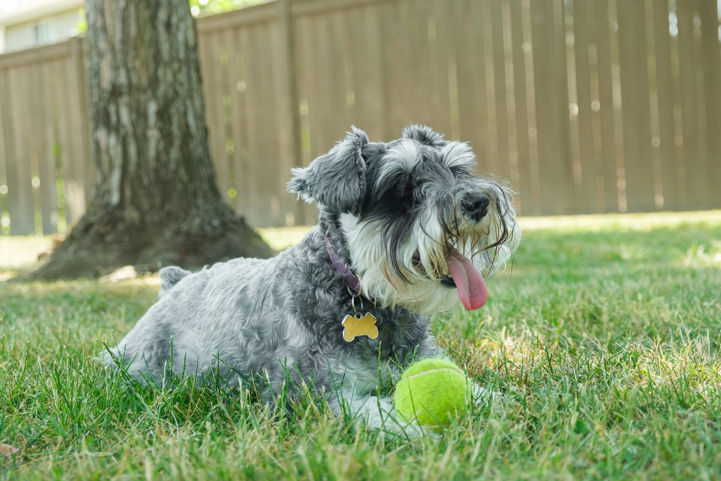 Why Dogs Need Downtime: The Importance of Rest Between Play