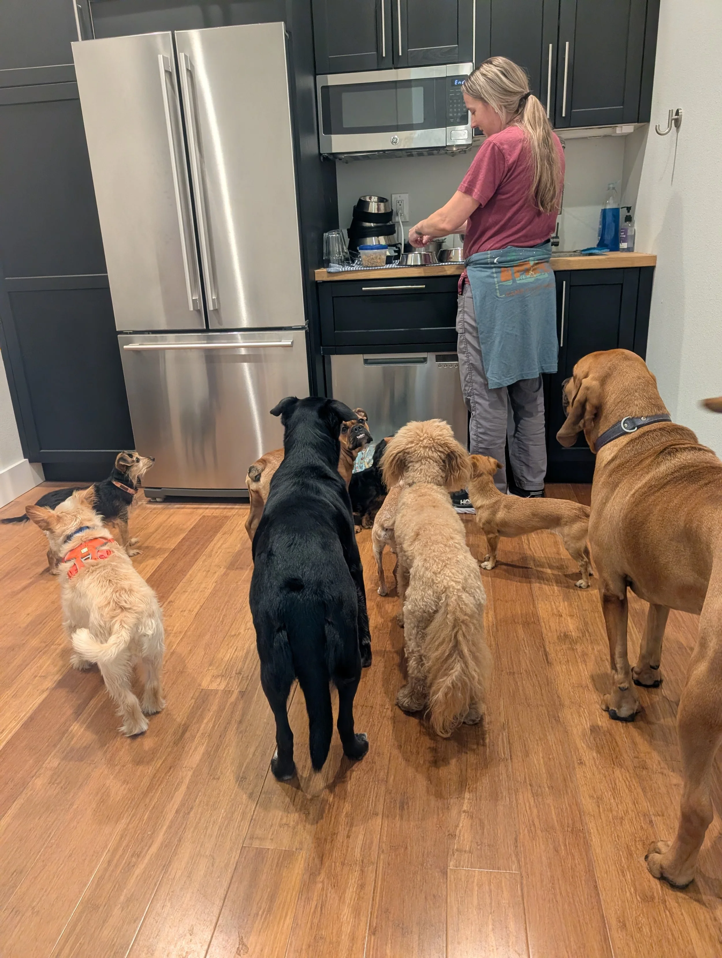 What Makes a Great Dog Daycare? 7 Things to Look for Before You Choose