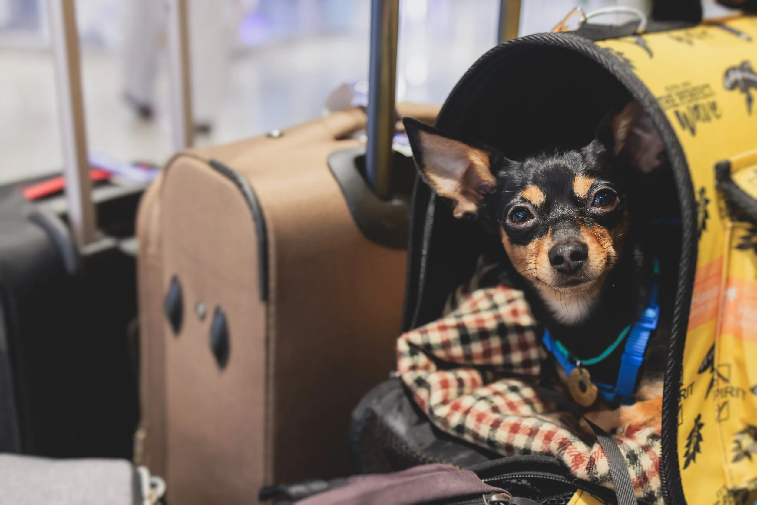 Holiday Boarding: How Early Should You Make Plans for Your Dog?