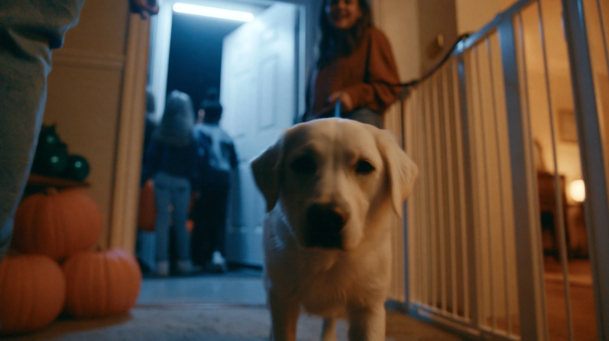 Halloween Pet Safety: Keeping Your Dog Safe During the Spookiest Night of the Year