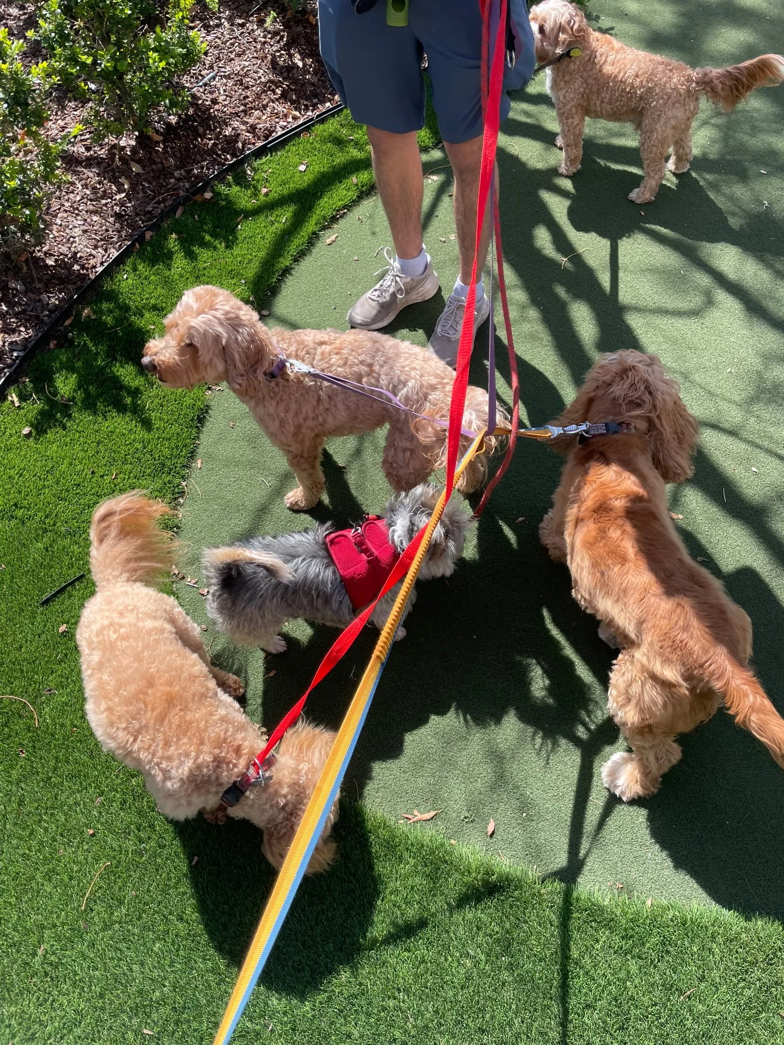 A Marin Canine Club team member walks a small group of dogs together outdoors during a supervised group walk.