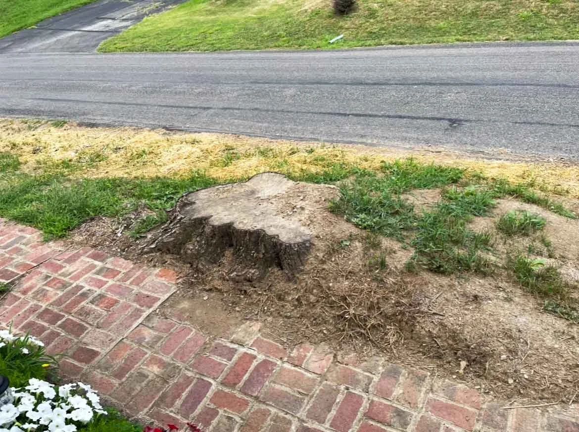 Tree stump beside brick walkway before residential stump grinding and stump removal.