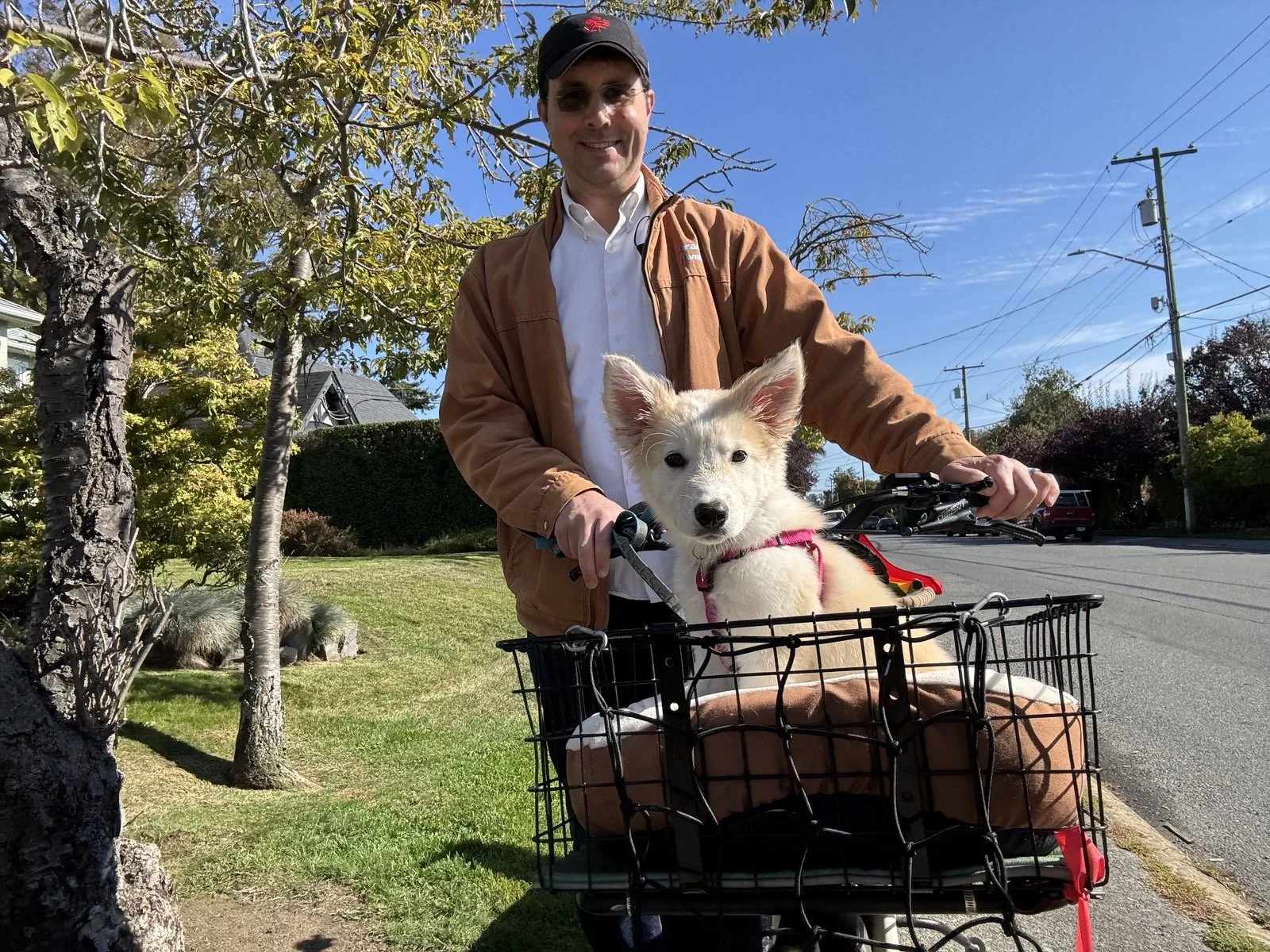 a white puppy in a bike basket with a man cycling