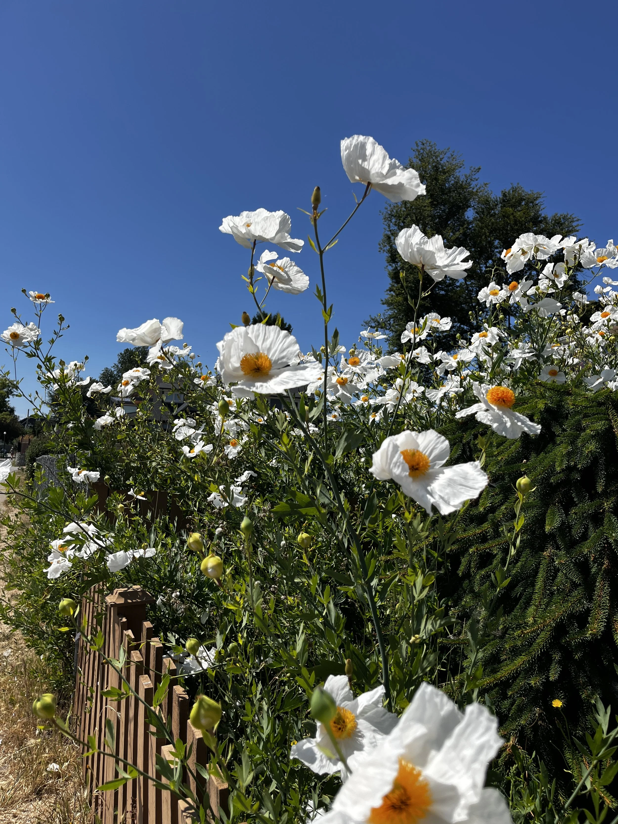 a crop of Matilija poppies against a blue sky
