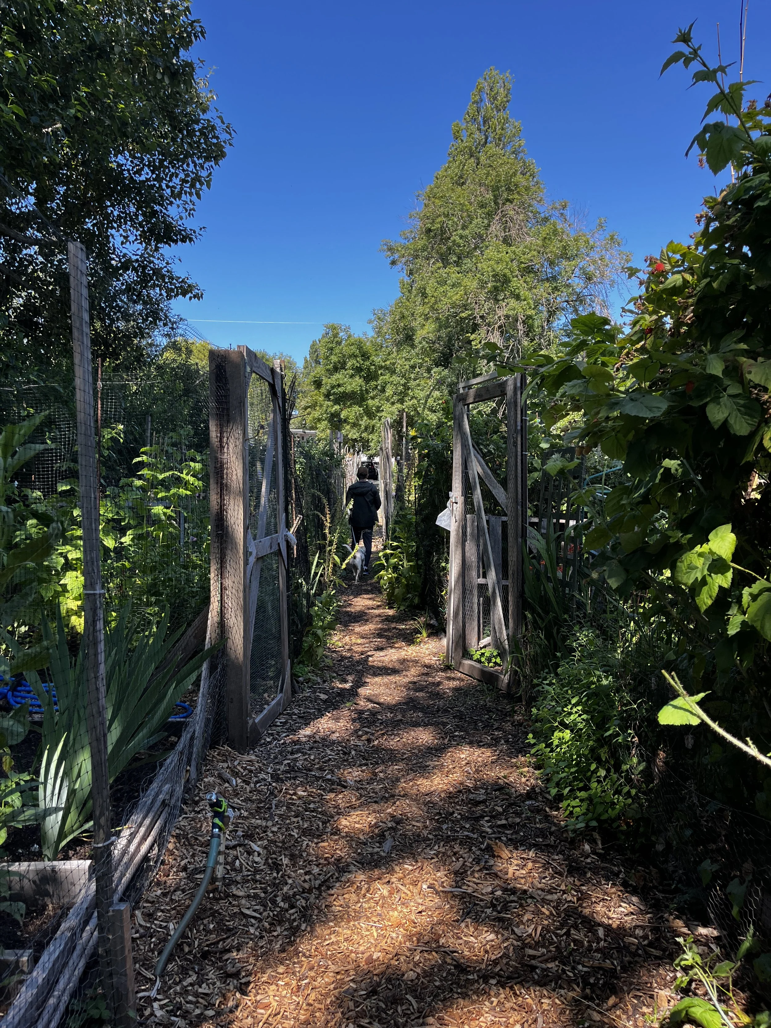 a person and dog walking in a community garden on a summer day