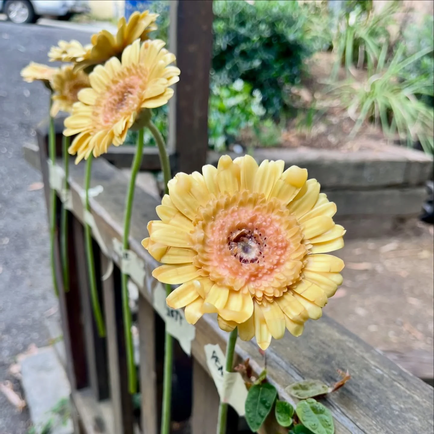 Experiments with wax dipped daisies