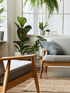 Living room with large houseplants, a white window, and mid-century modern furniture.