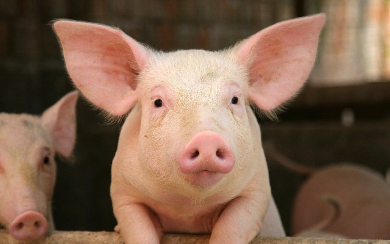 cute-pig-photo.jpg