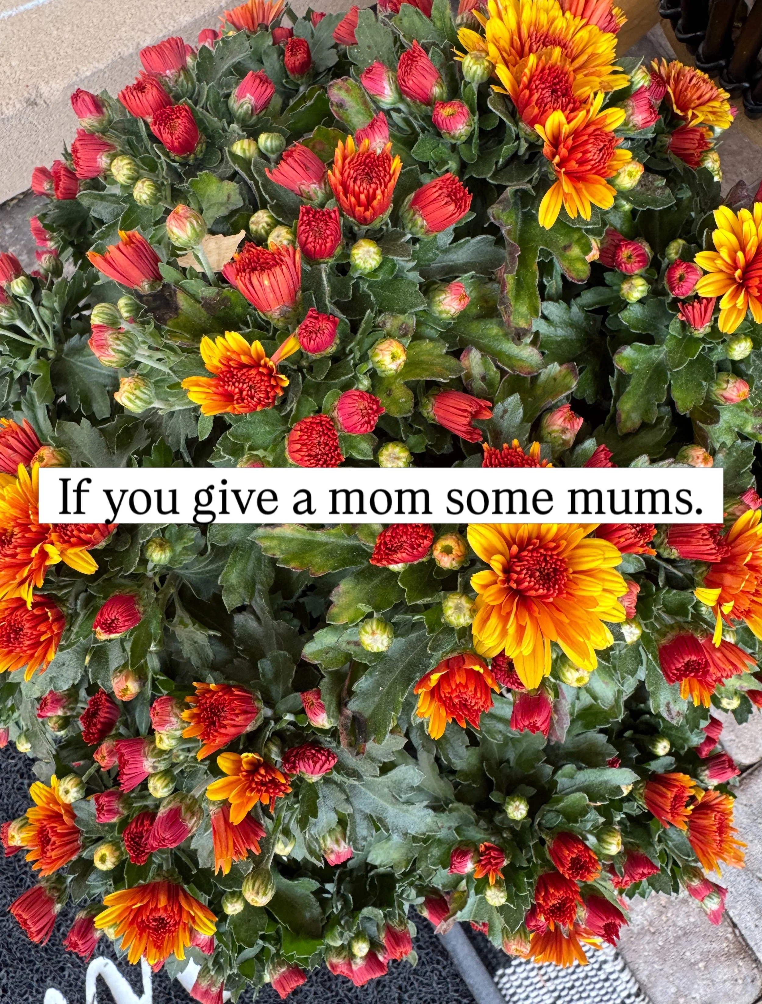 🍂 If you give a mom some mums&hellip;

She&rsquo;ll need a few pumpkins to go with them.

So she&rsquo;ll go to the store to pick out the perfect pumpkins. Once she has the pumpkins, she&rsquo;ll realize she needs a hay bale to set them on.

And if 