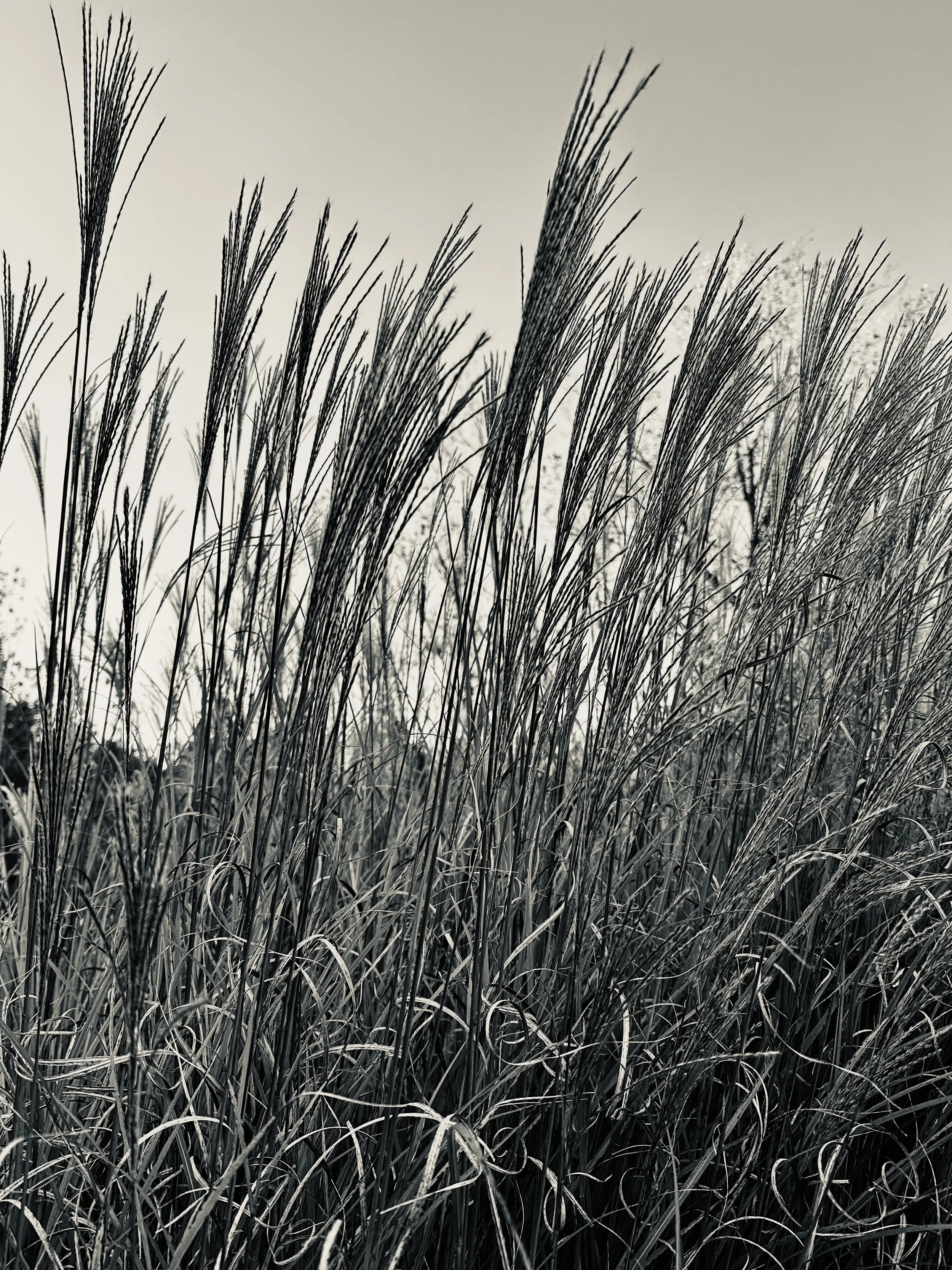 Close-up of tall, dry grass in a field with a cloudy sky in the background.