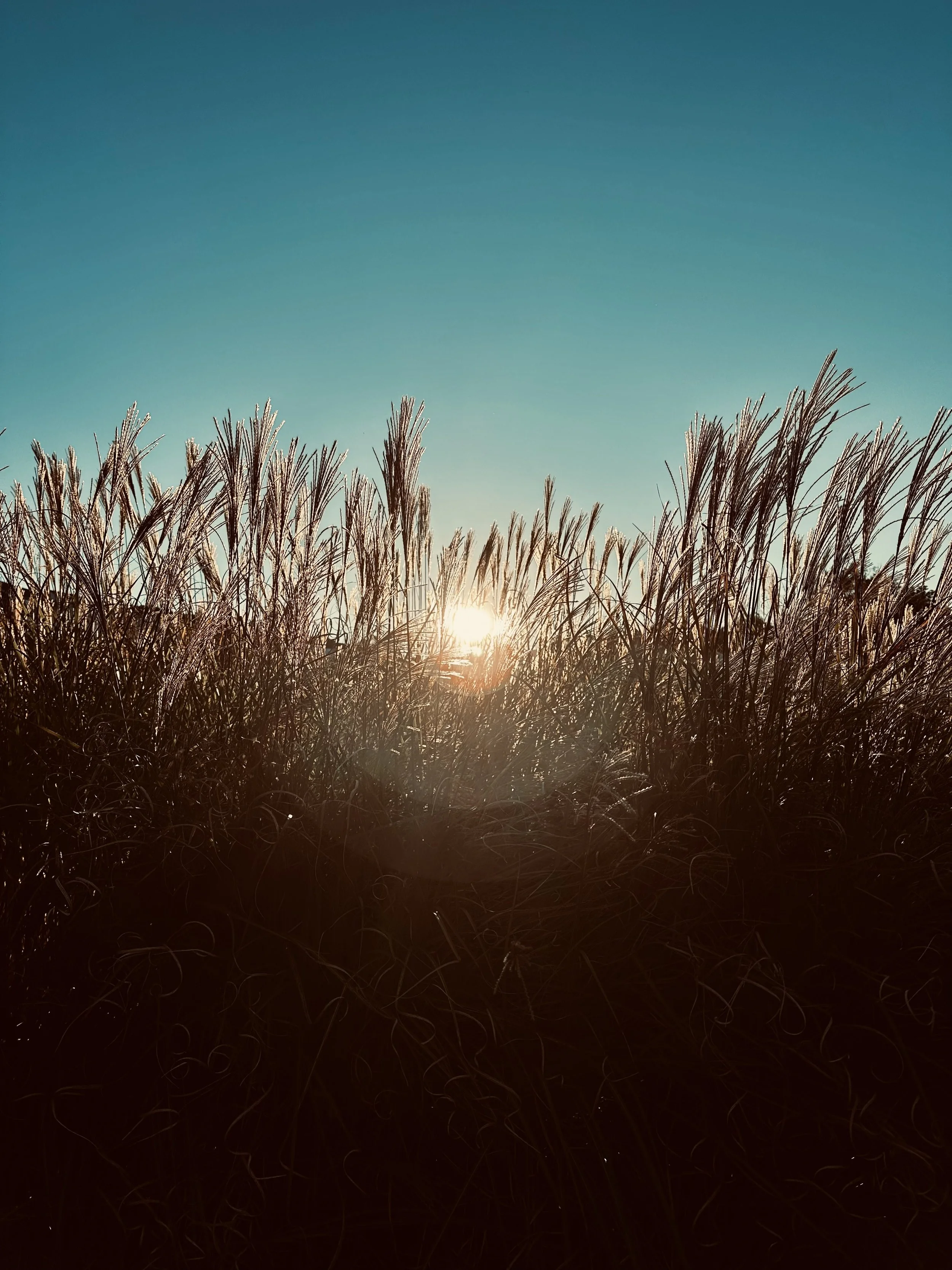 A sunrise over tall grasses or reeds, with the sun partially visible near the horizon and a clear blue sky above.