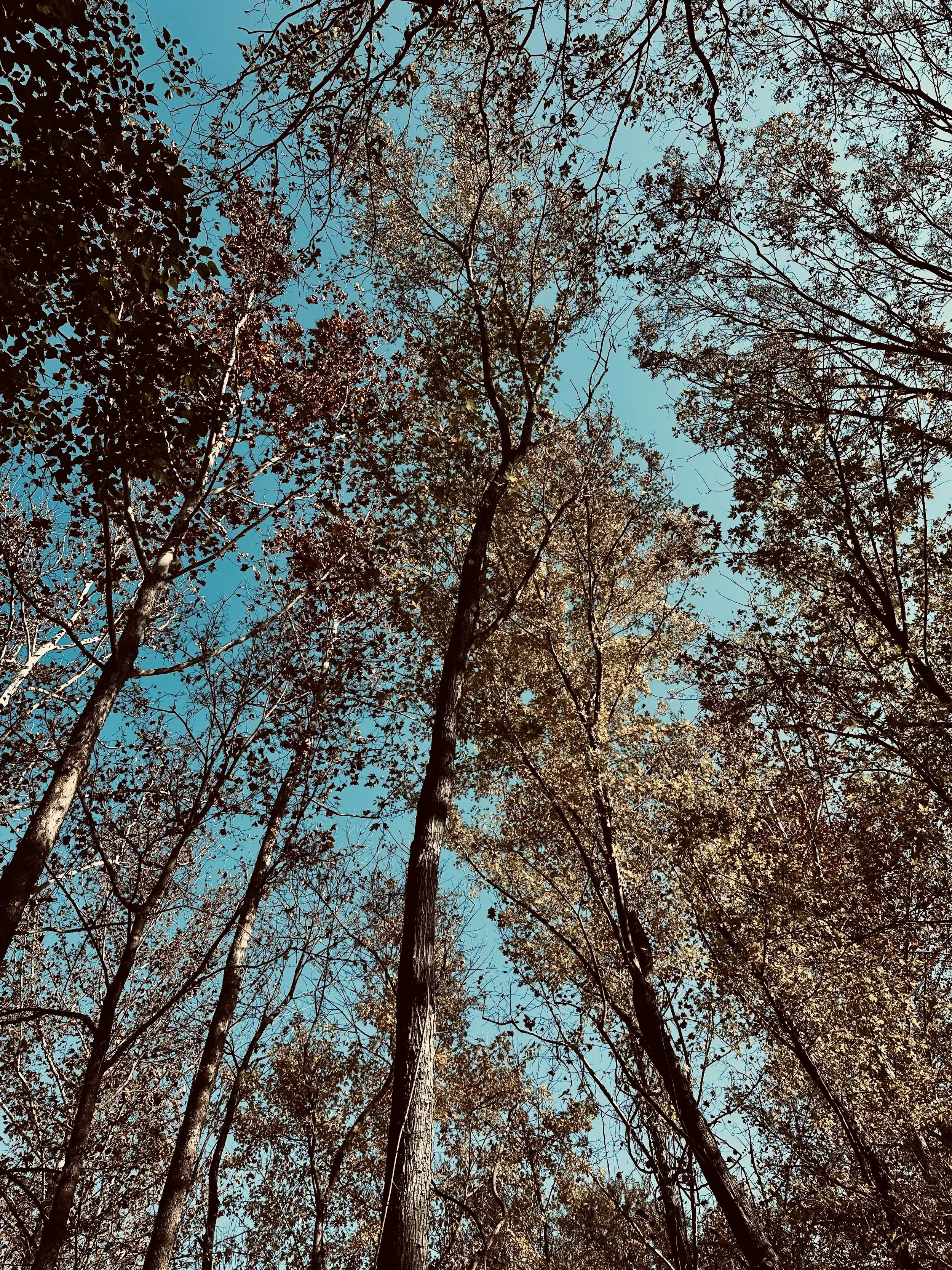 Looking up at tall trees with branches and leaves against a blue sky