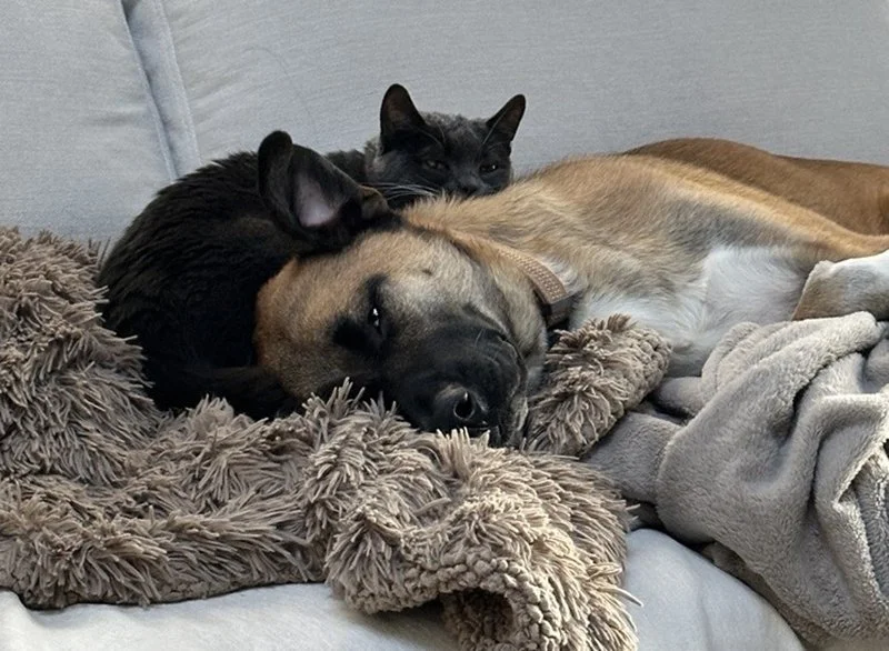 A dog and two cats sleeping on a gray couch, with the dog lying on a plush blanket and the cats resting nearby.