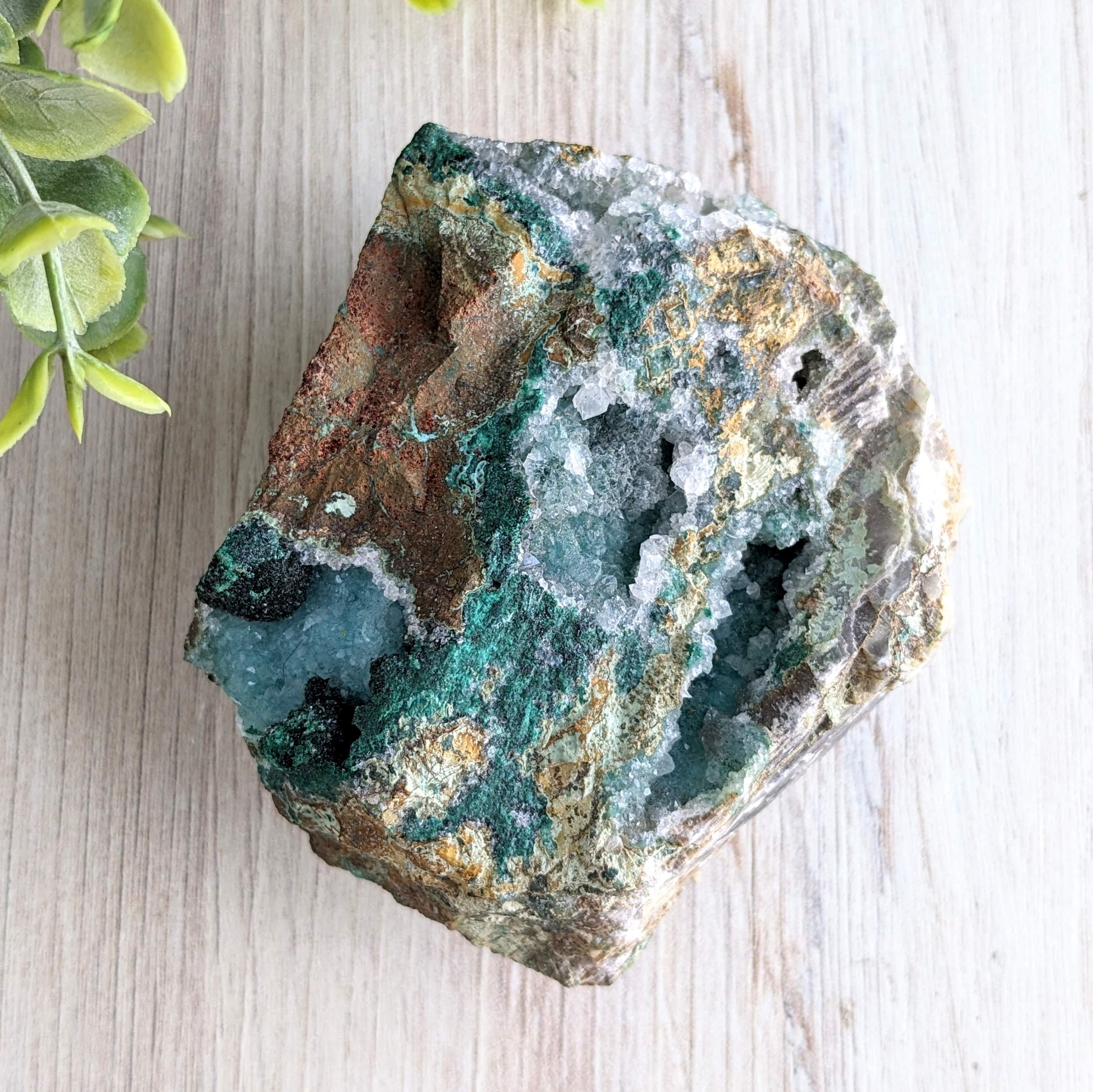 A Gem Silica and Chrysocolla mineral specimen with green, white, and brownish hues on a light wooden surface, with a small green plant partially visible.