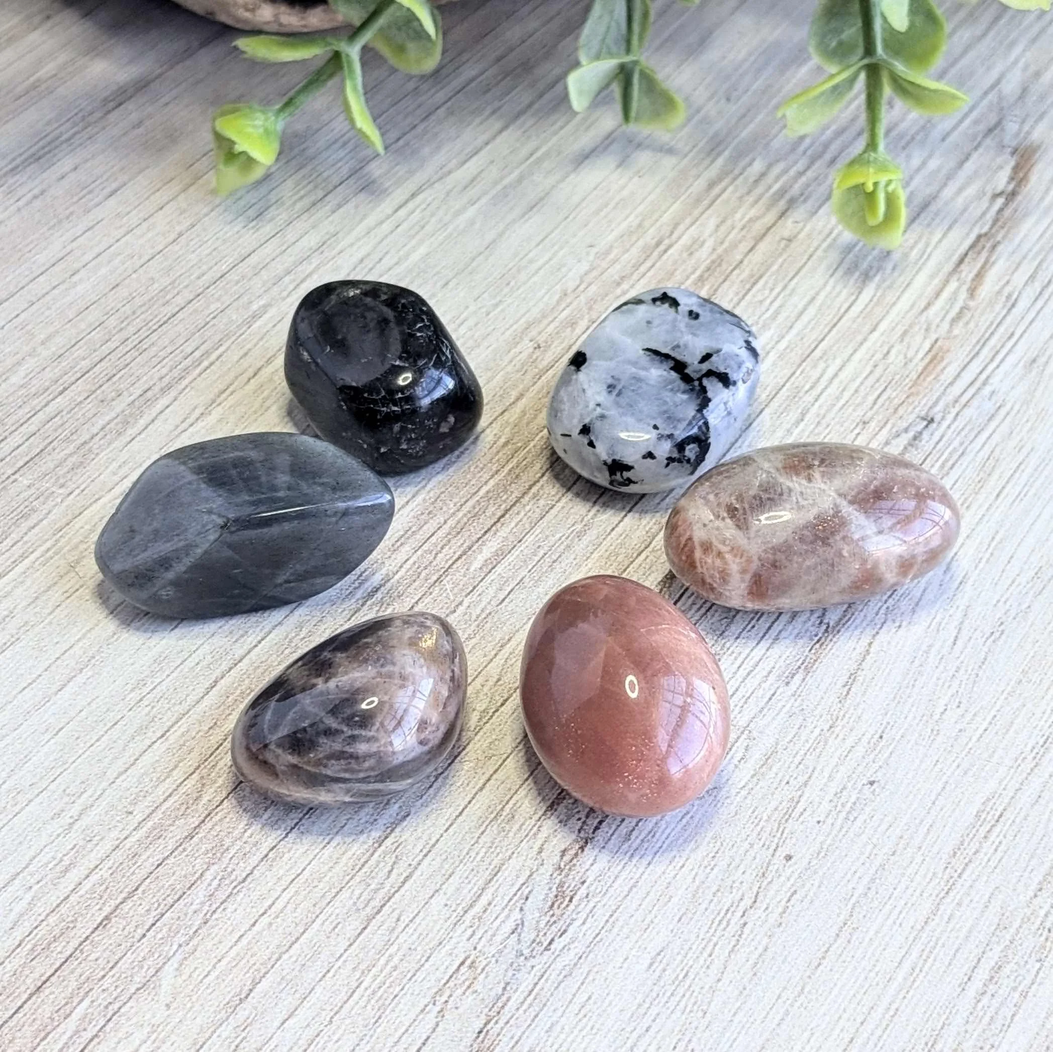 Six polished gemstones of various colors and patterns arranged on a light wooden surface with a green leafy plant near the top.