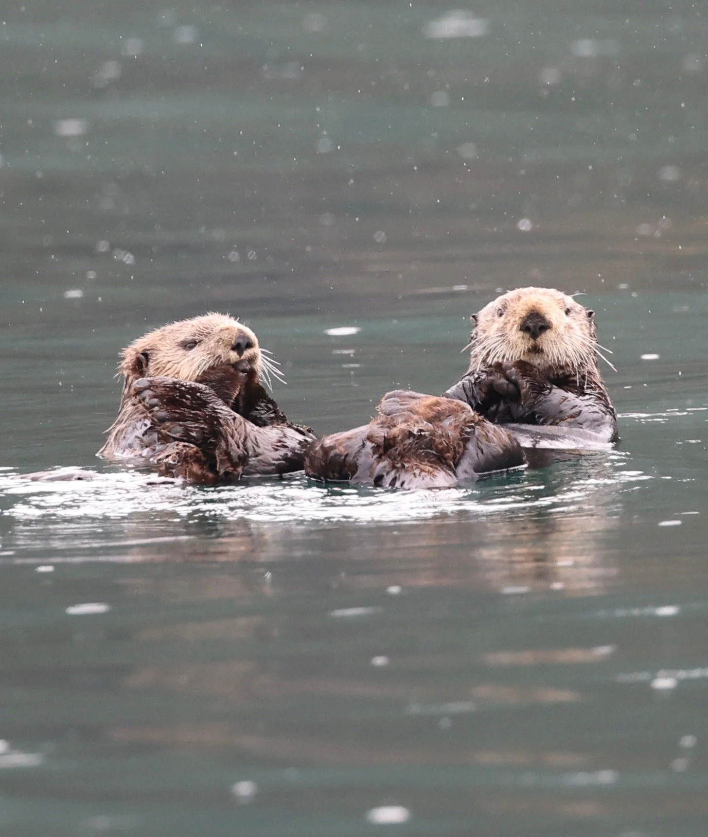 whale watching tour sitka alaska