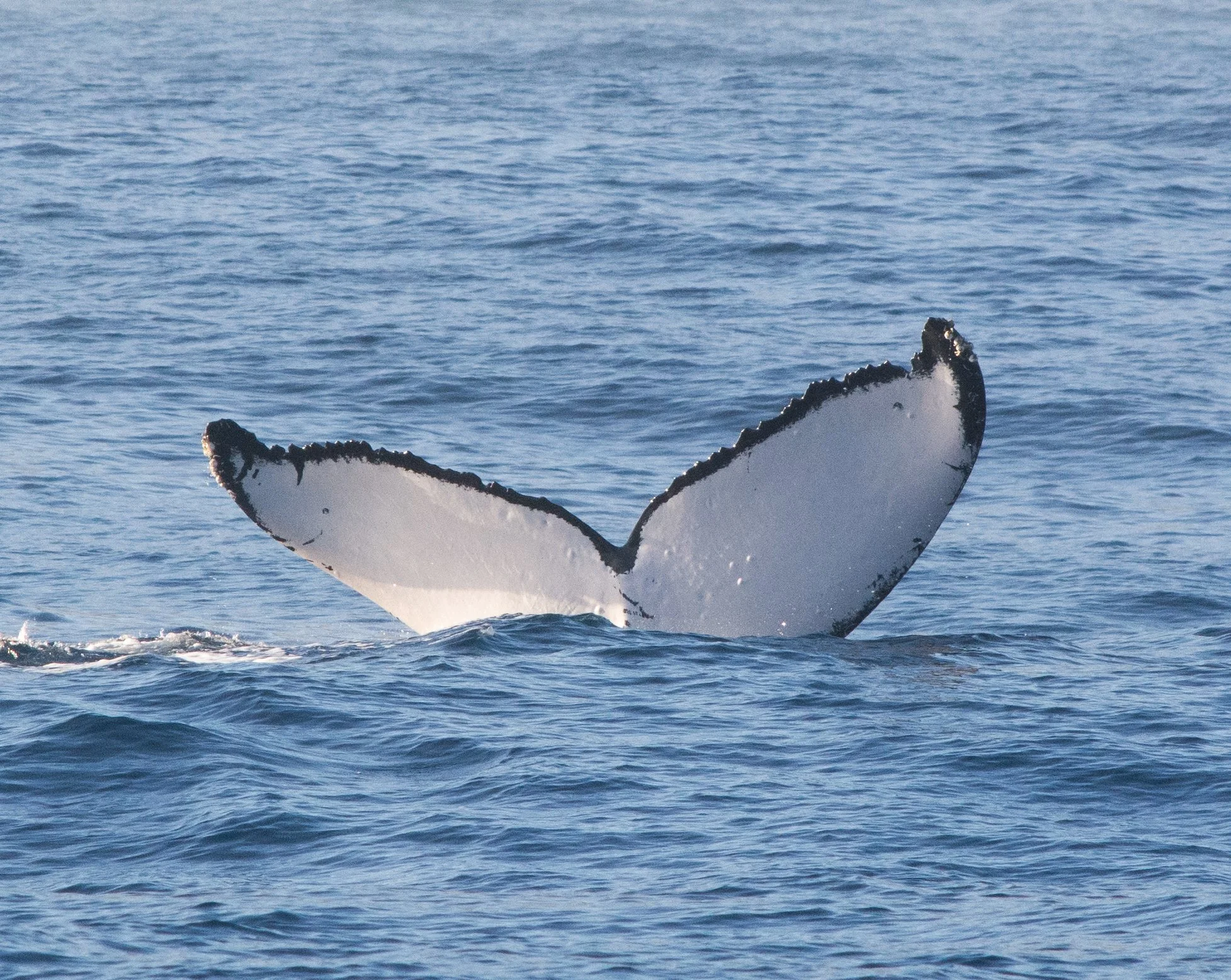 whale watching tour Sitka Alaska
