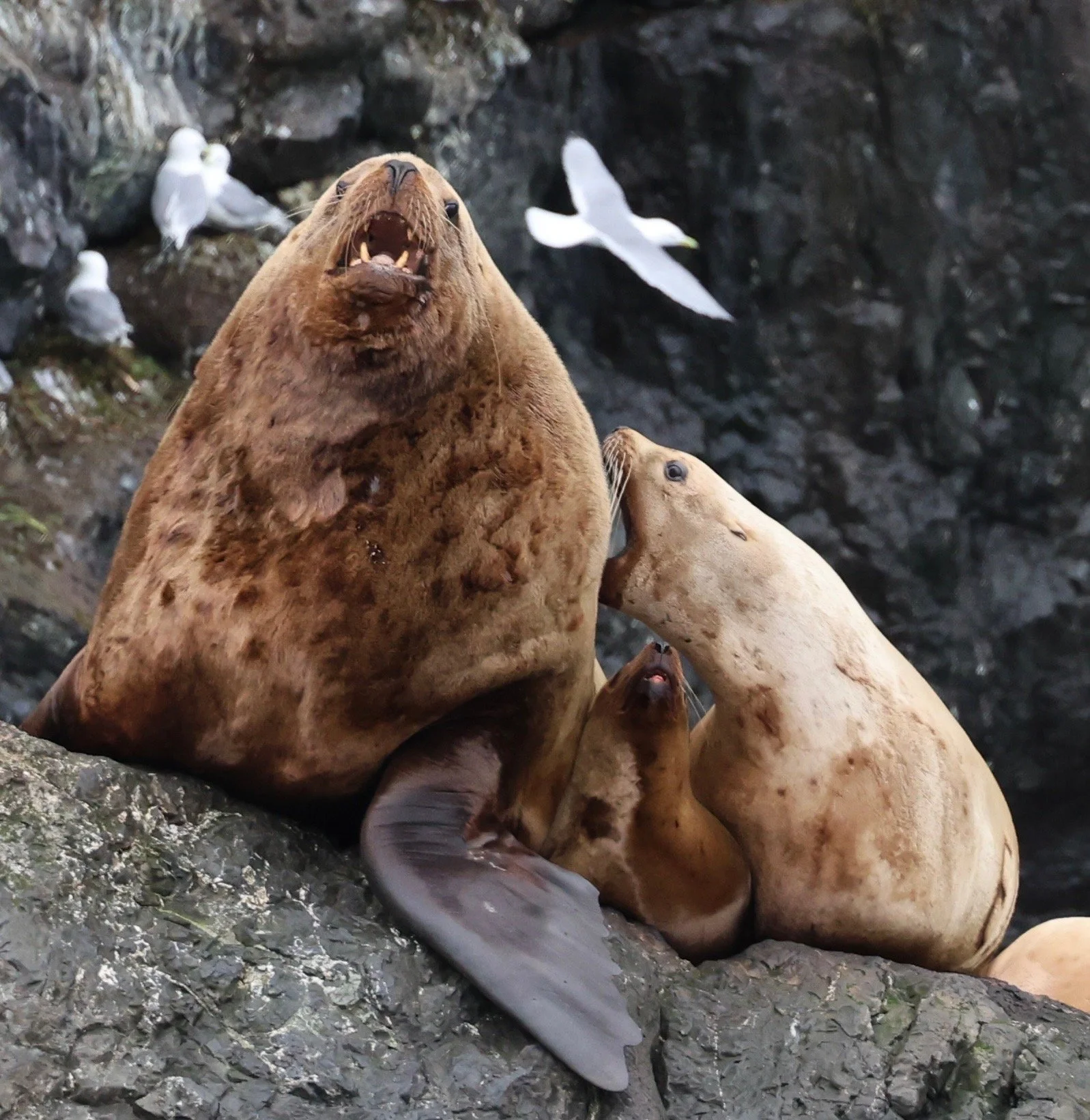 stellar sea lions whale watching tour sitka alaska