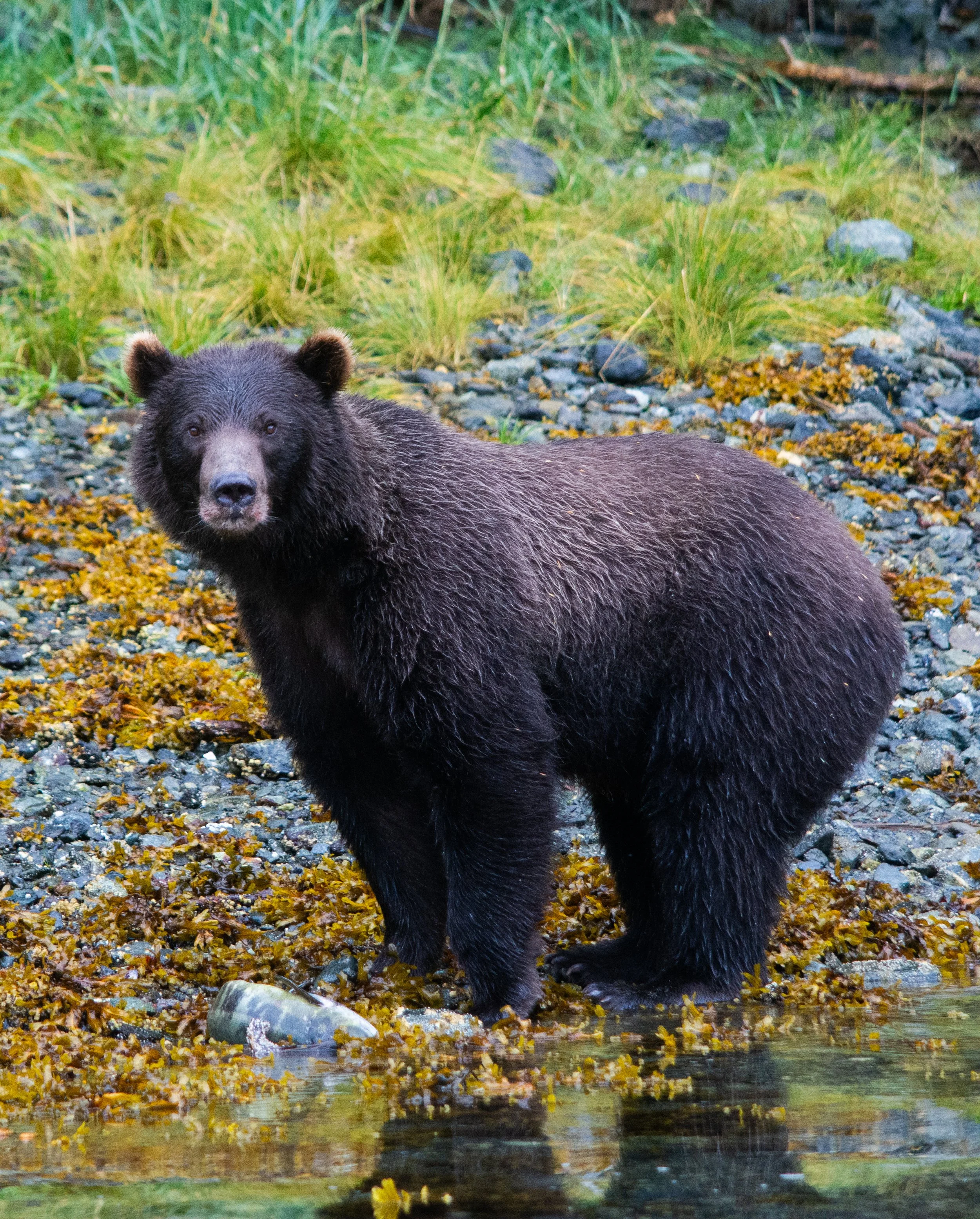 bear watching sitka alaska