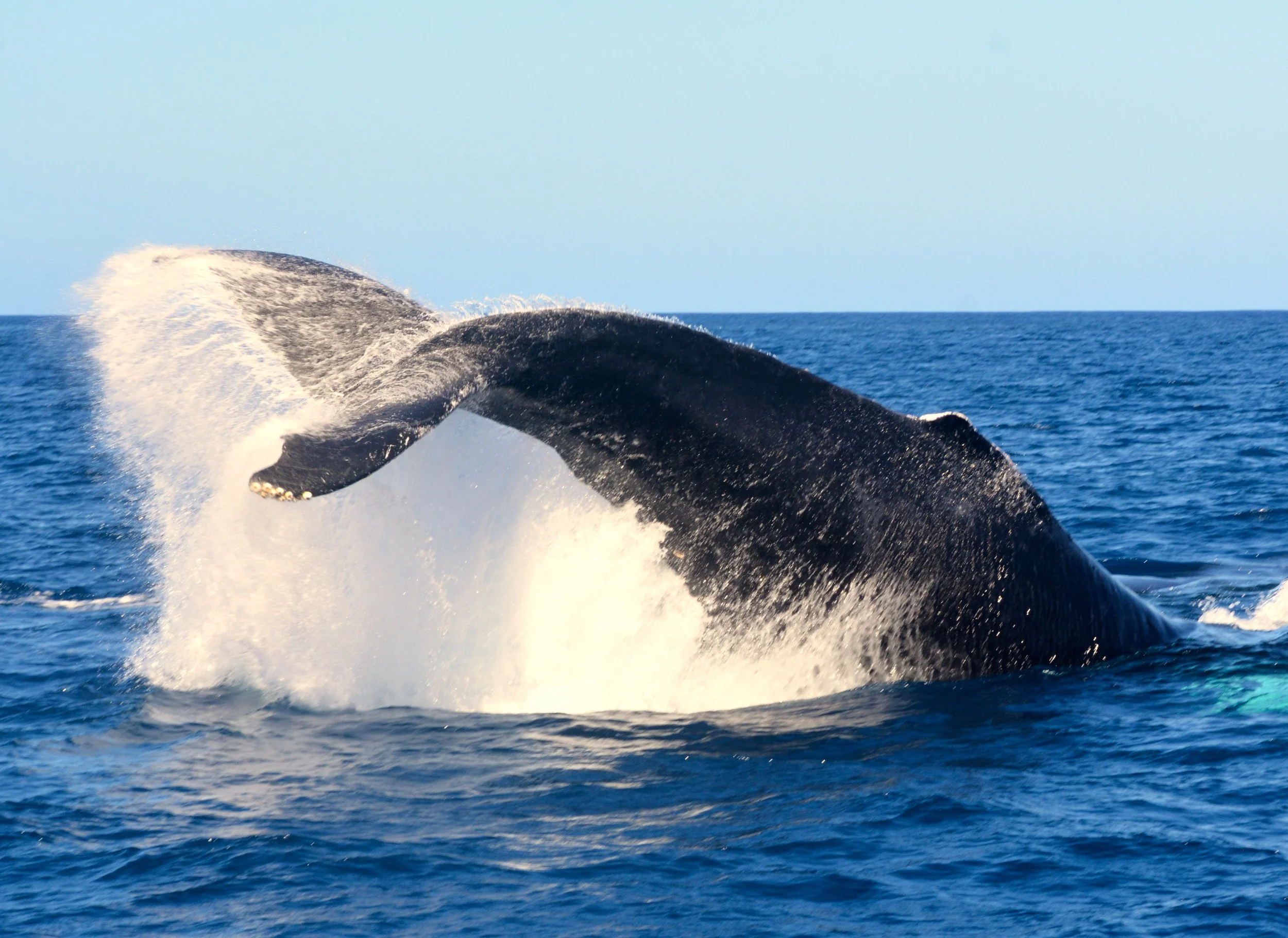 private whale watching tour sitka alaska
