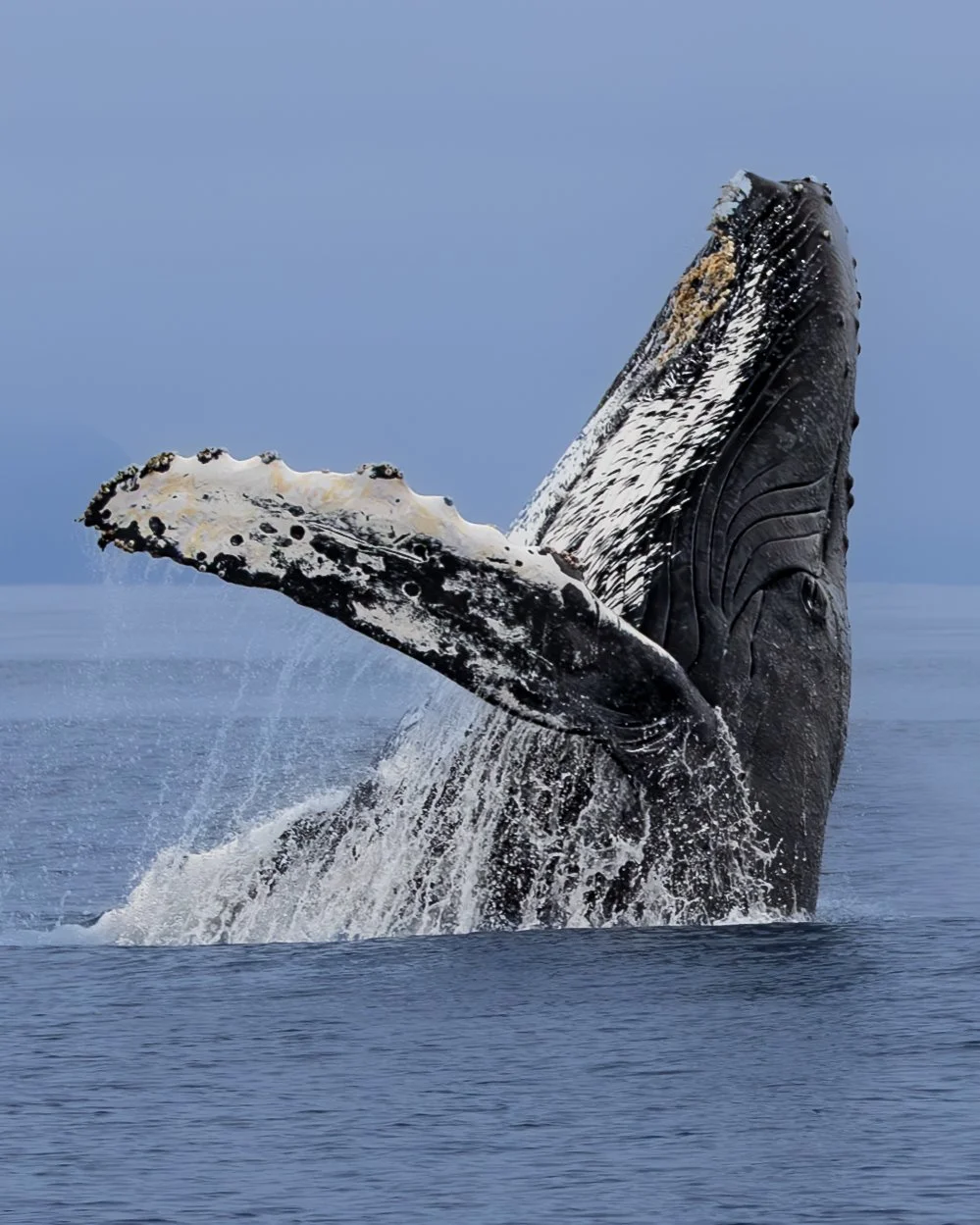 whale watching tour sitka alaska