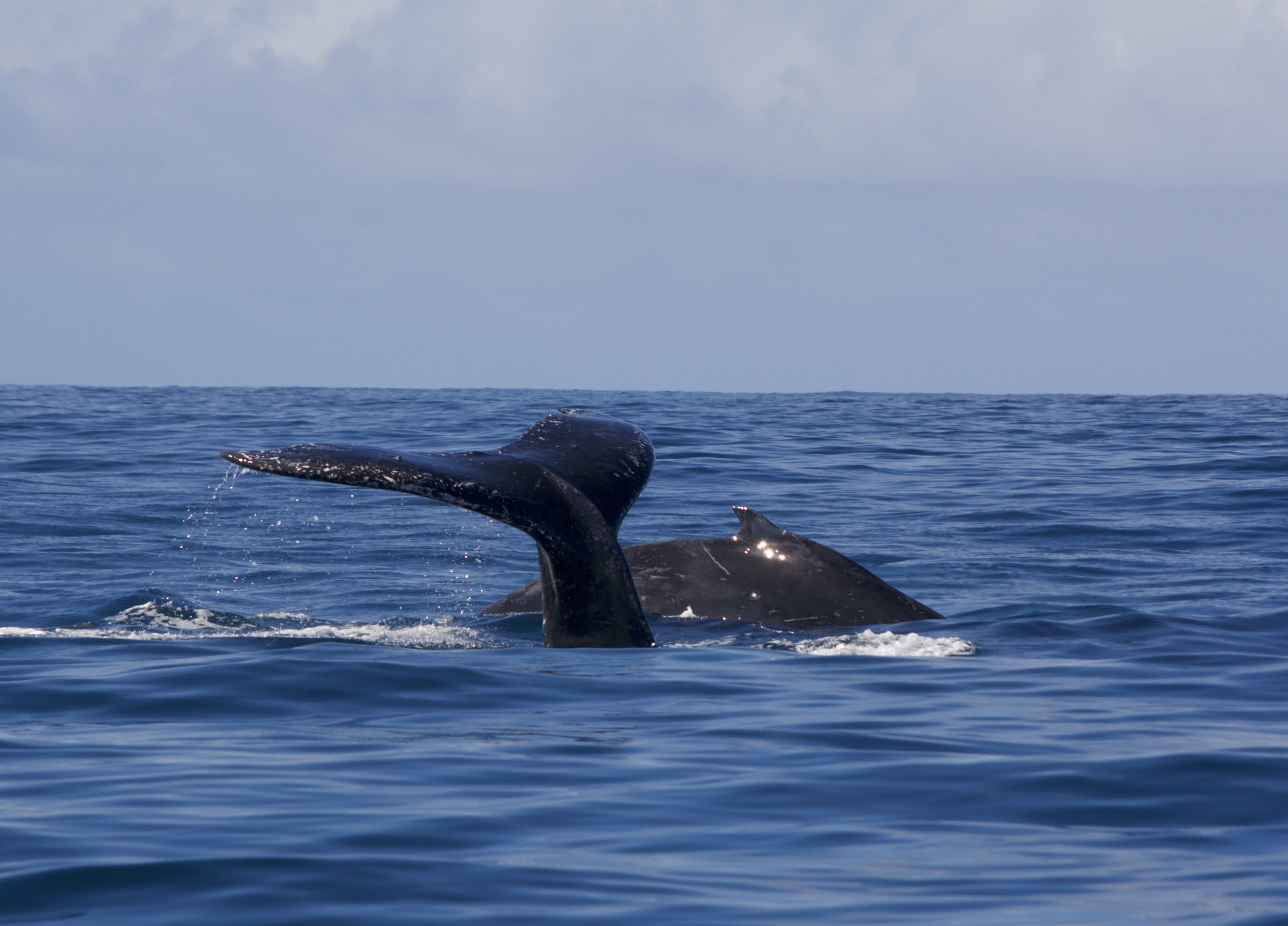 whale watching tour sitka alaska
