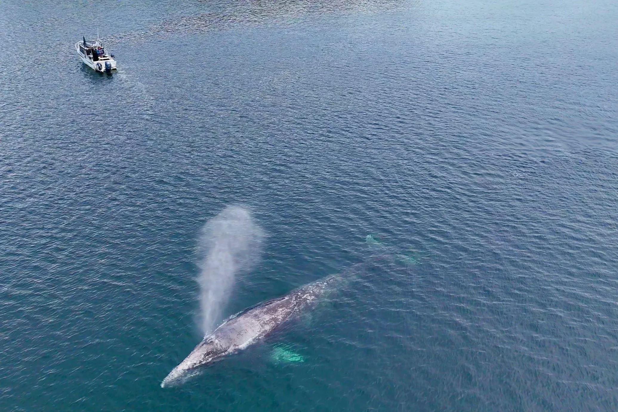 private whale watching tour Sitka Alaska