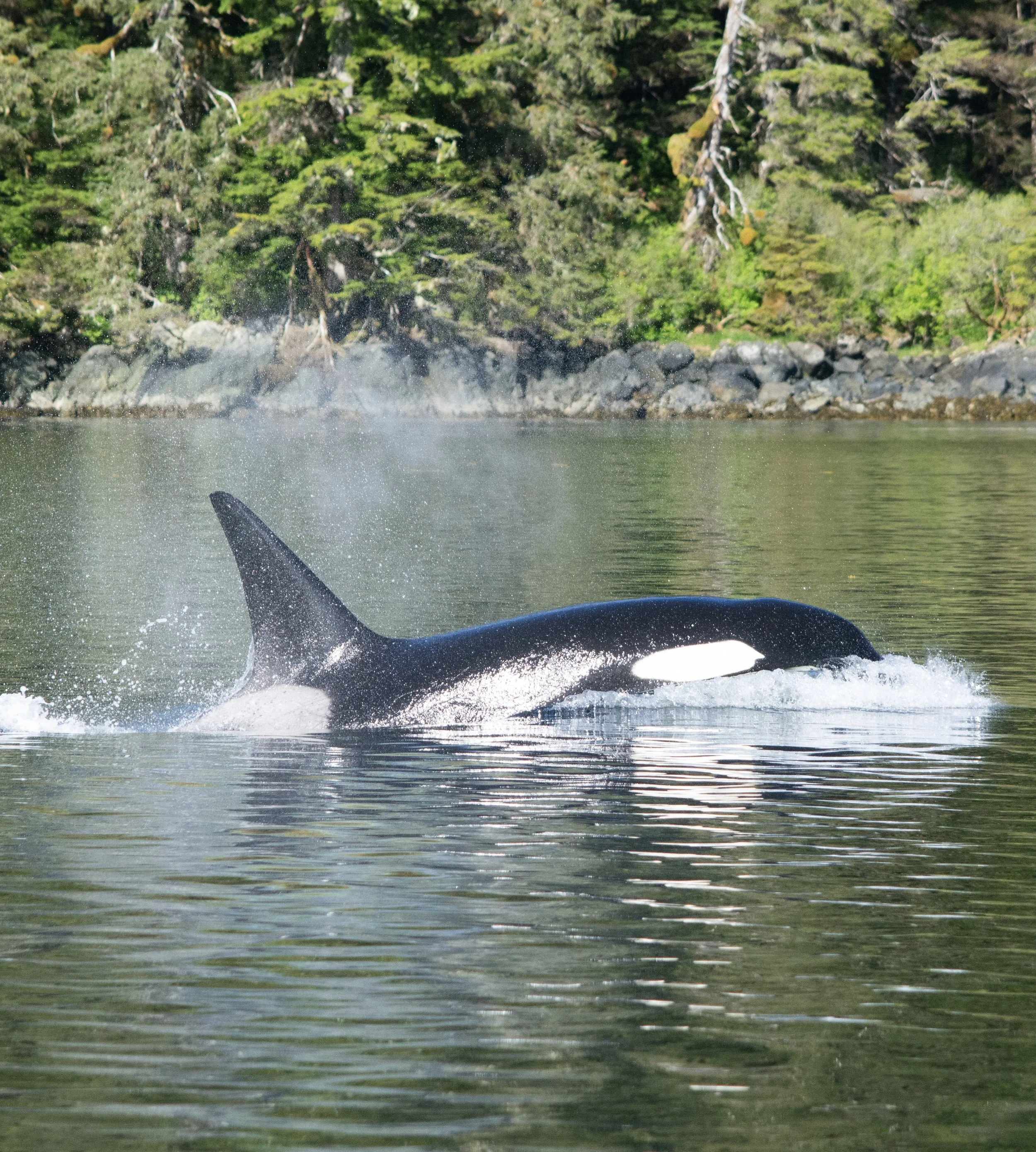private whale watching tour Sitka Alaska