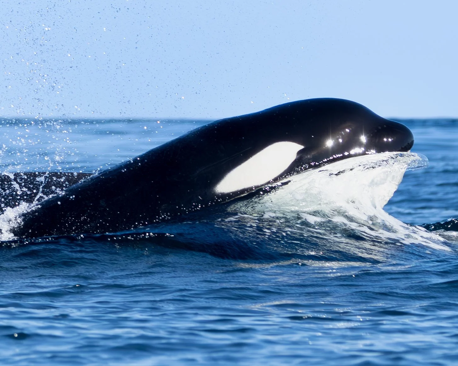 whale watching tour sitka alaska