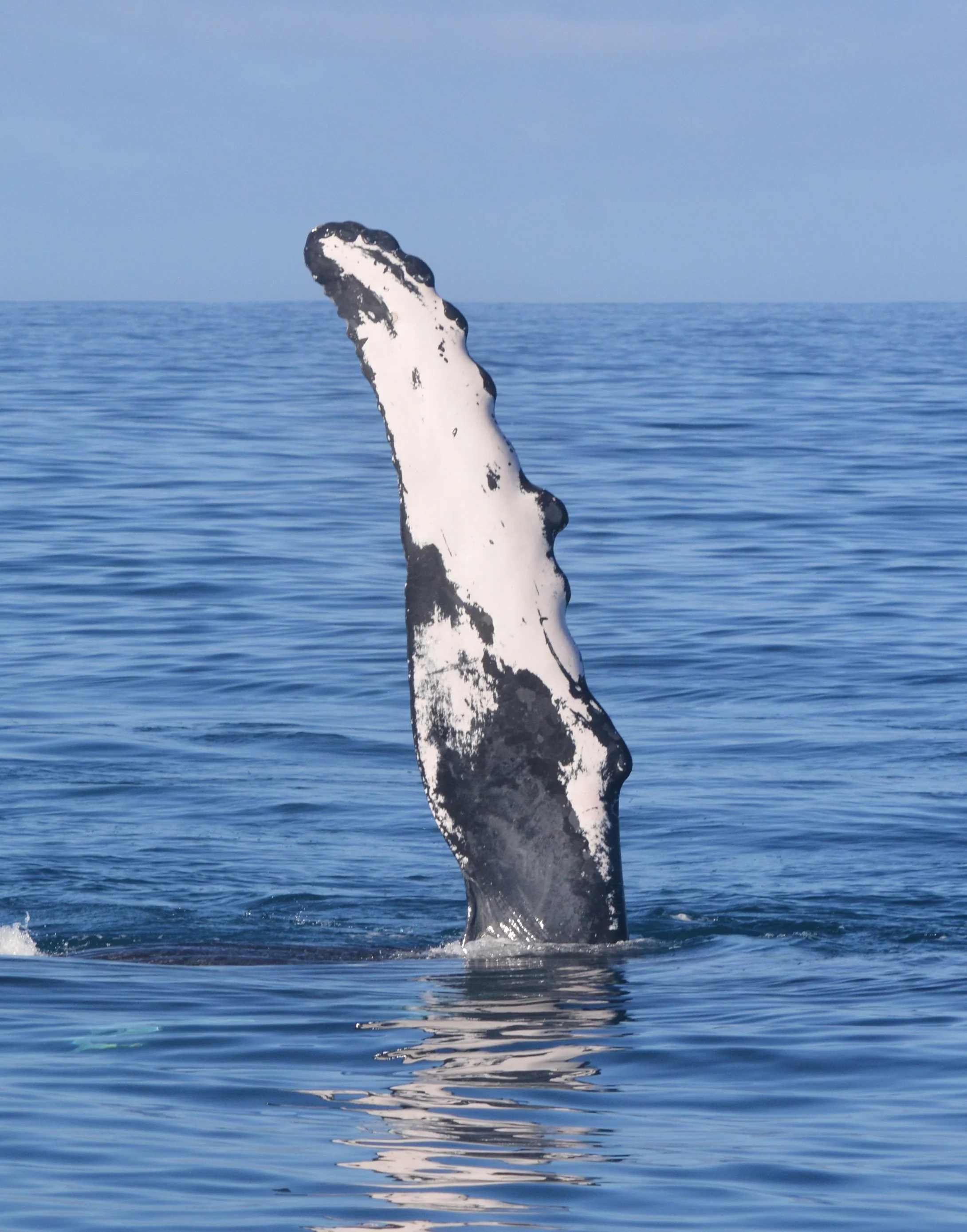 whale watching tour sitka alaska