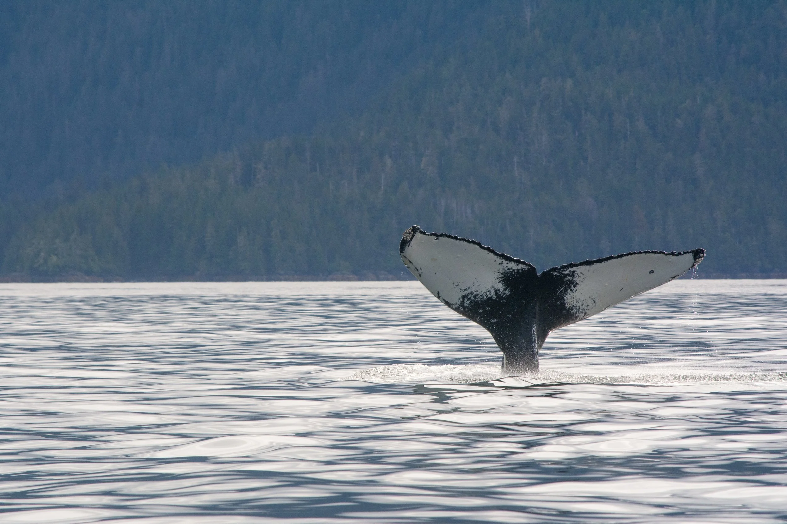 whale watching sitka alaska