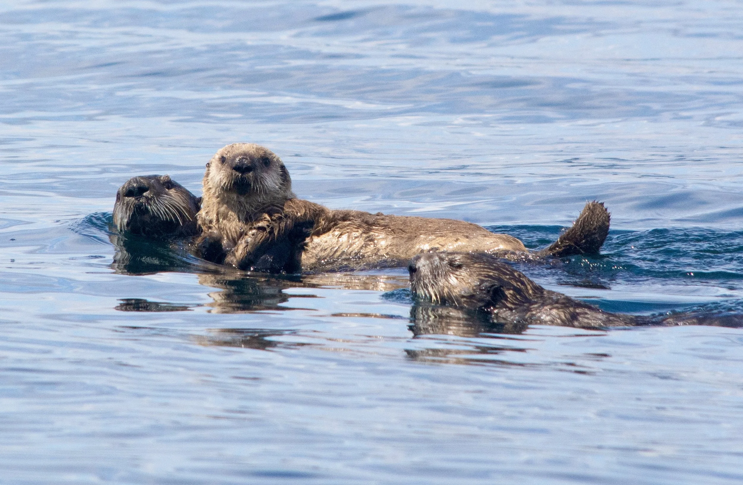 sea otter tours sitka alaska