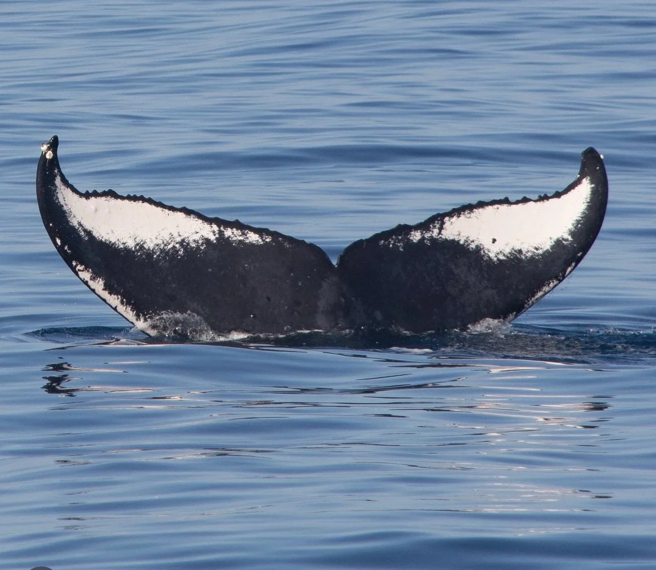 private whale watching tour Sitka Alaska