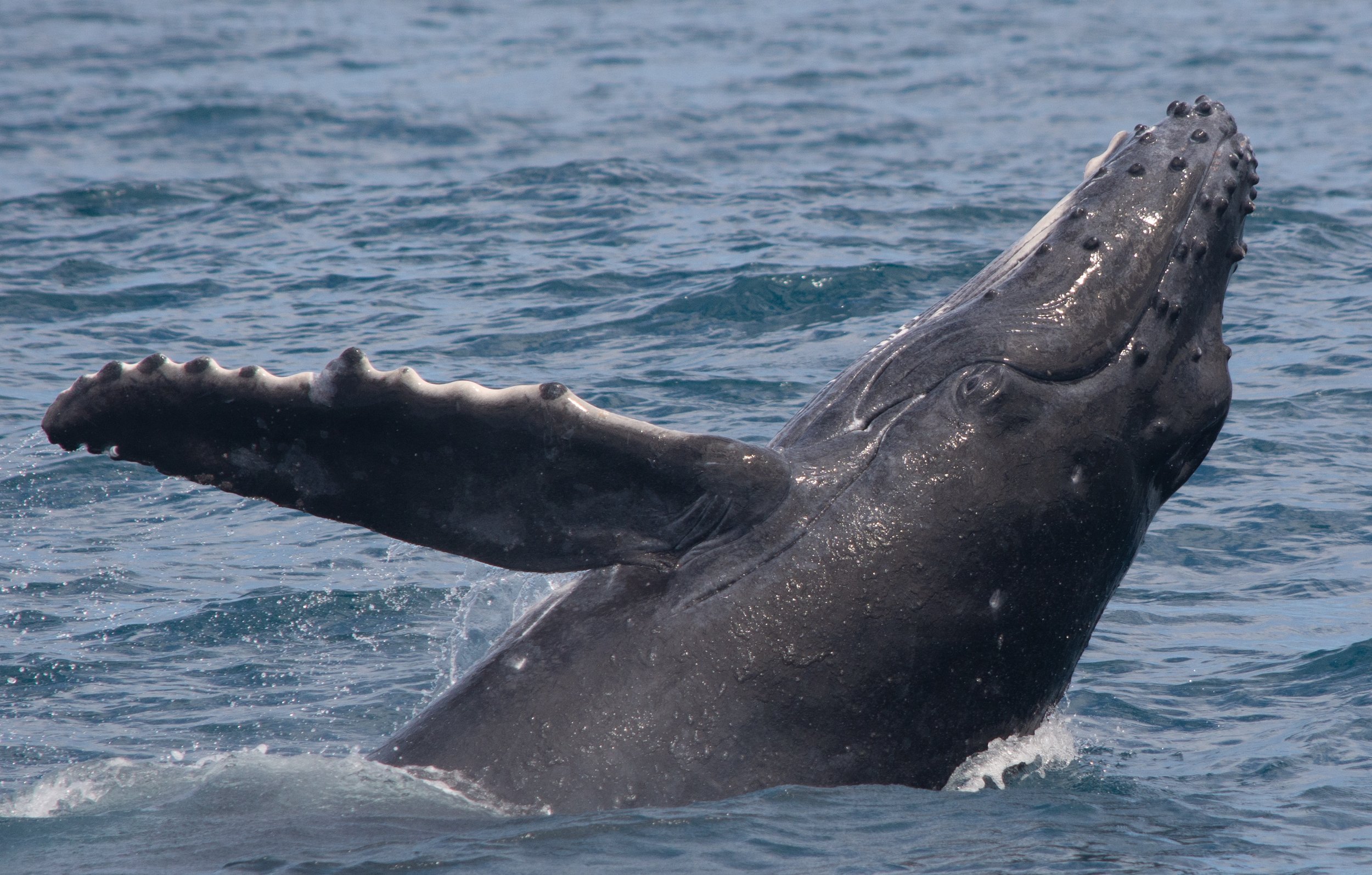 whale watching tour sitka alaska
