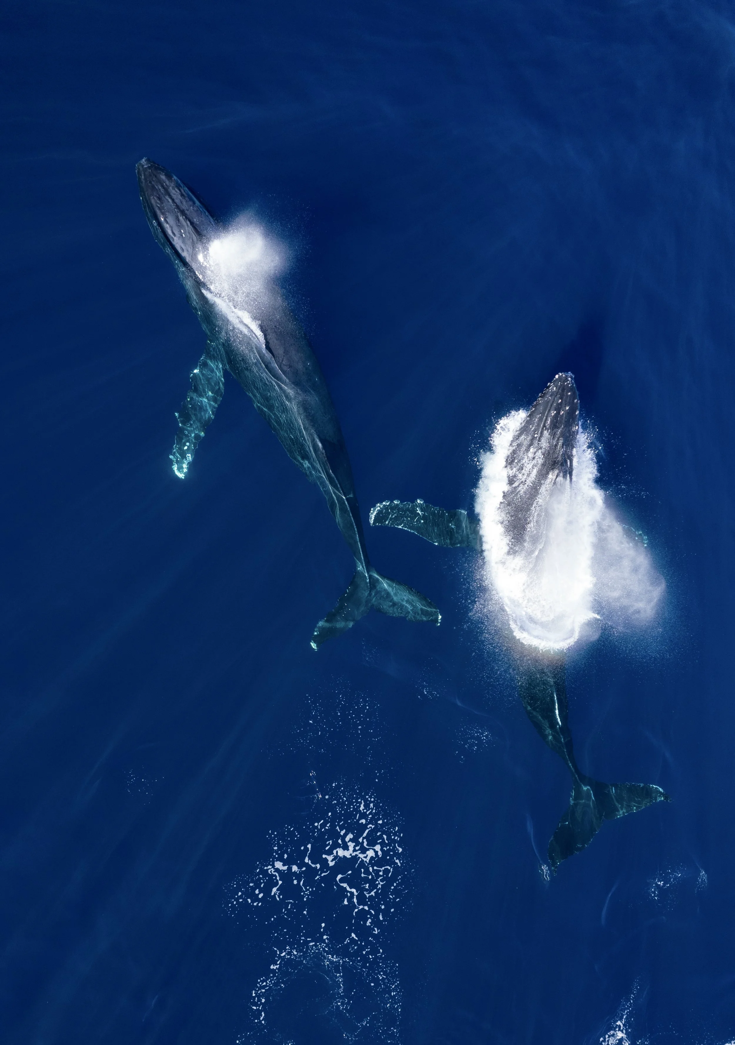 whale watching tour sitka alaska