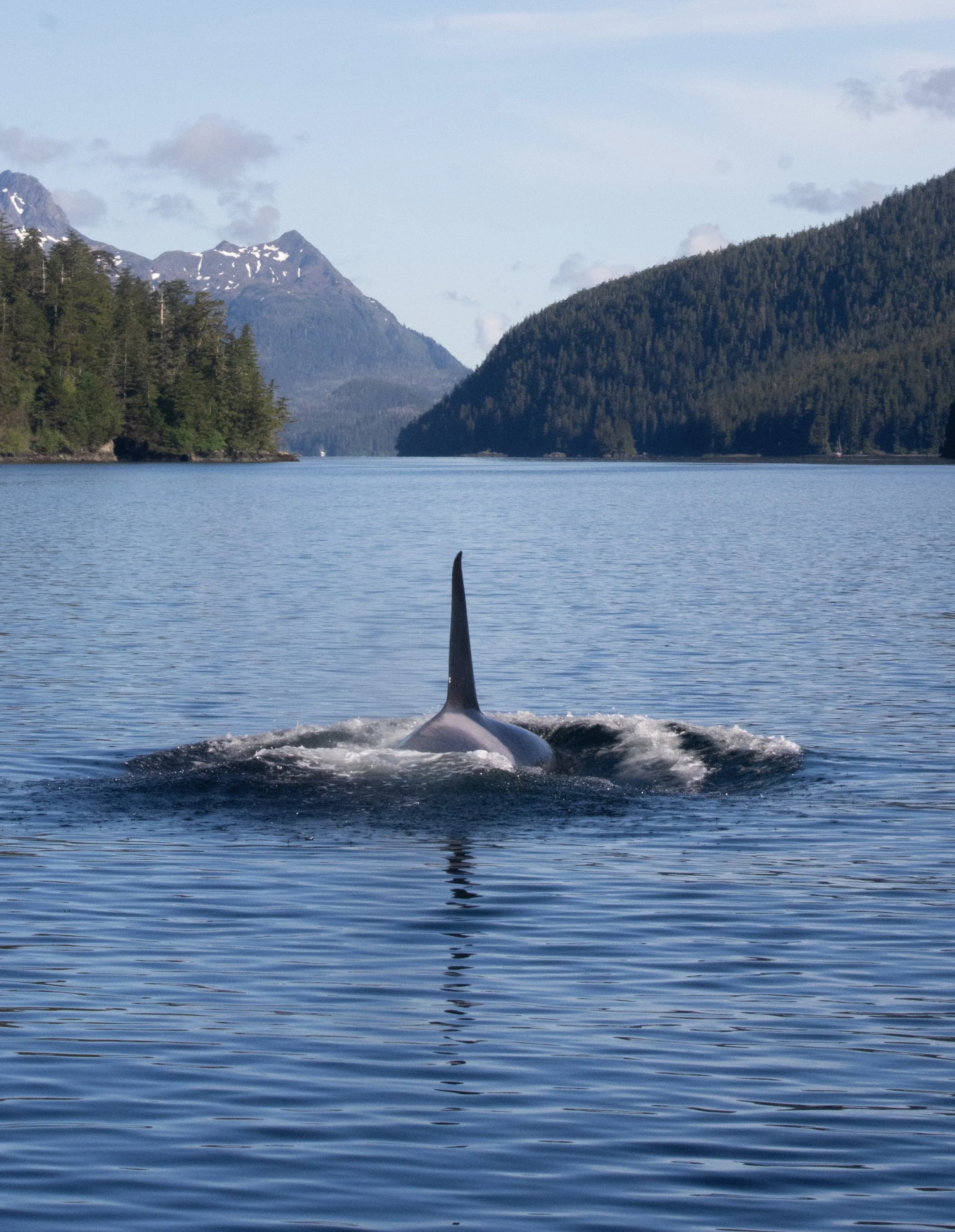 private whale watching tour Sitka Alaska