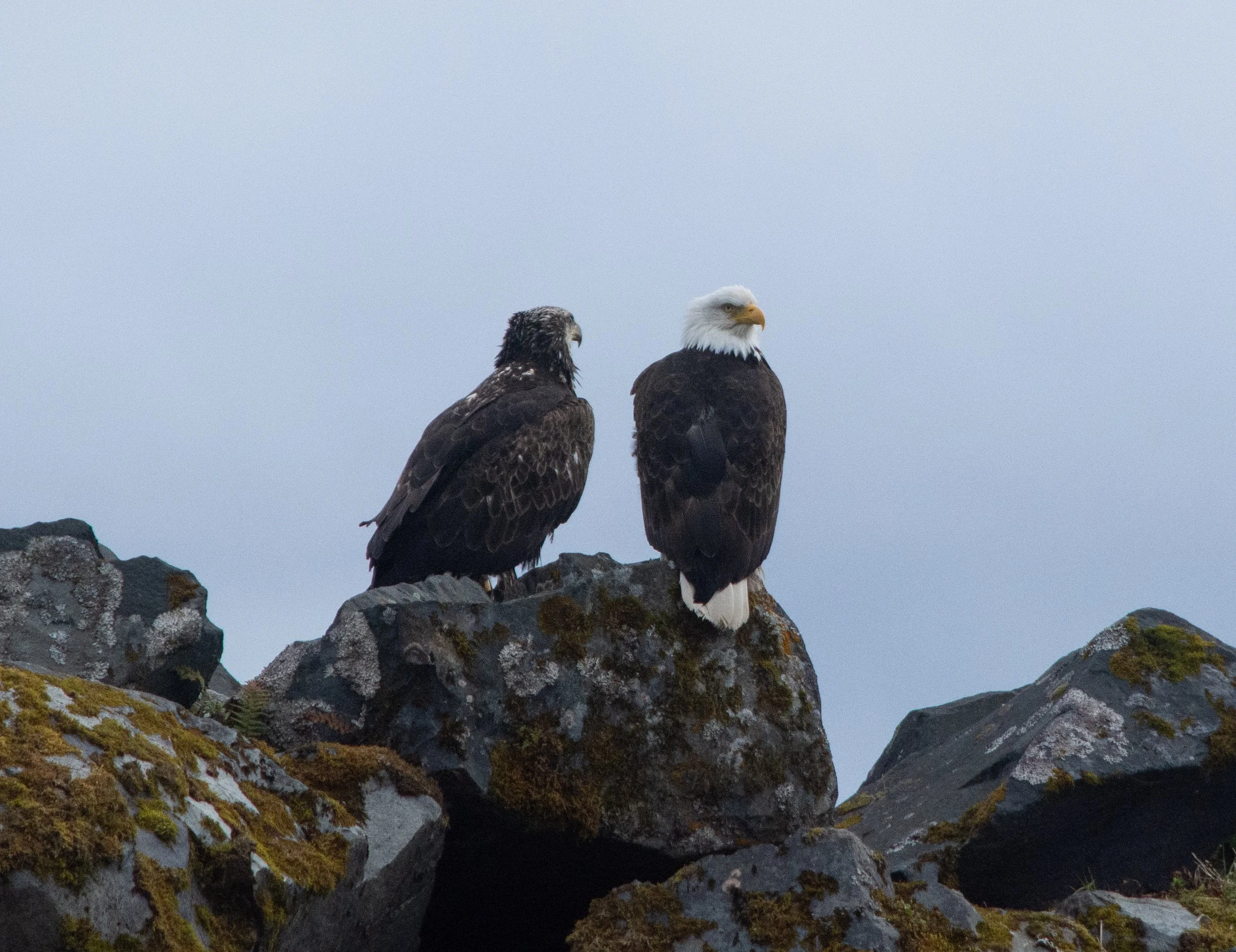 marine wildlife tour Sitka Alaska